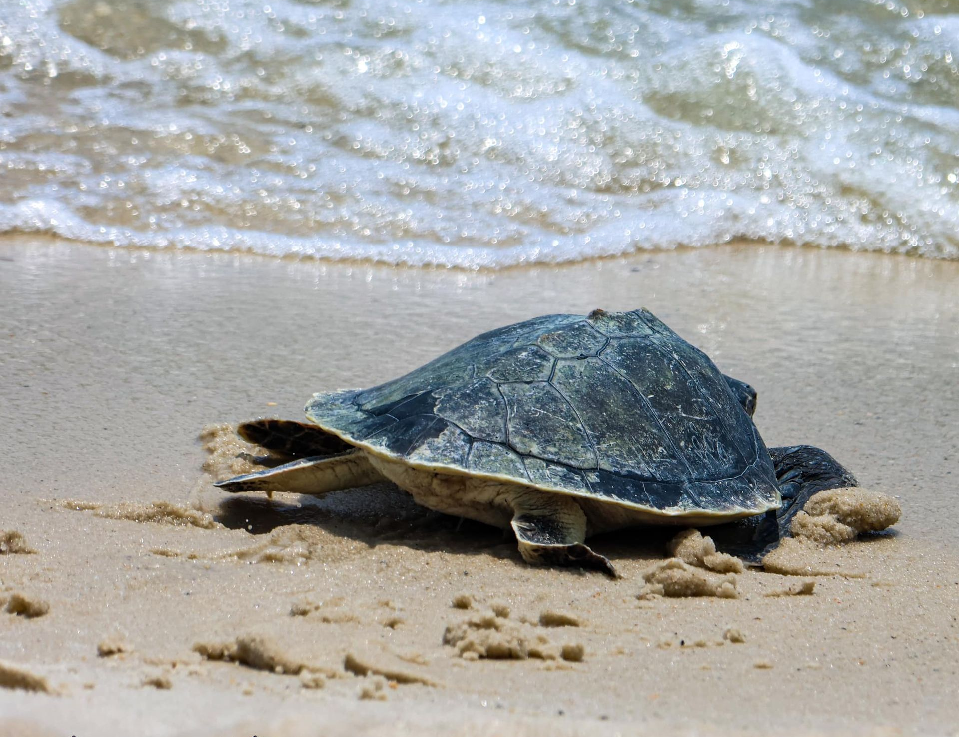 Sea Turtle Release Photo by Dave John Kriegler