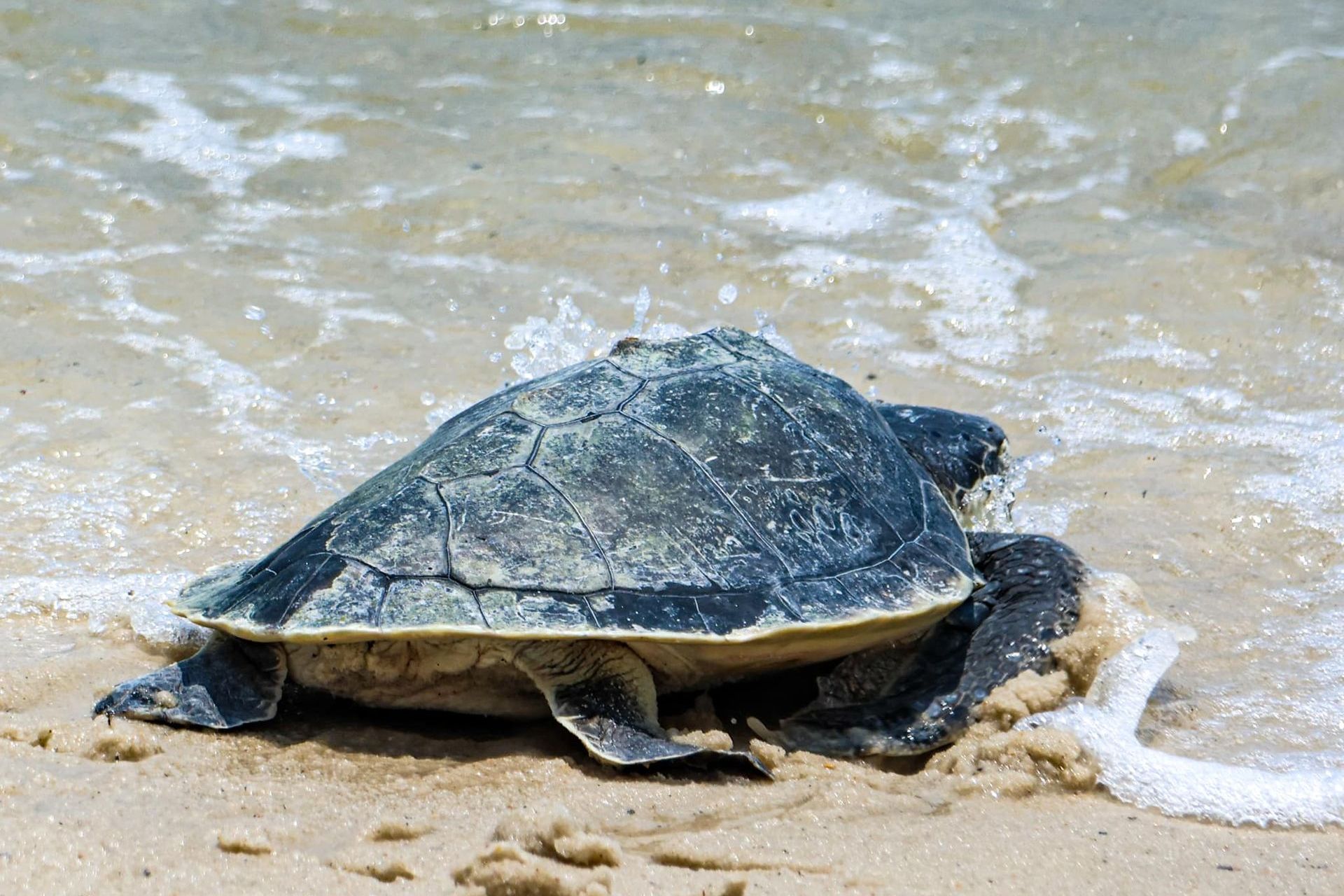 Sea Turtle by Dave John Kriegler