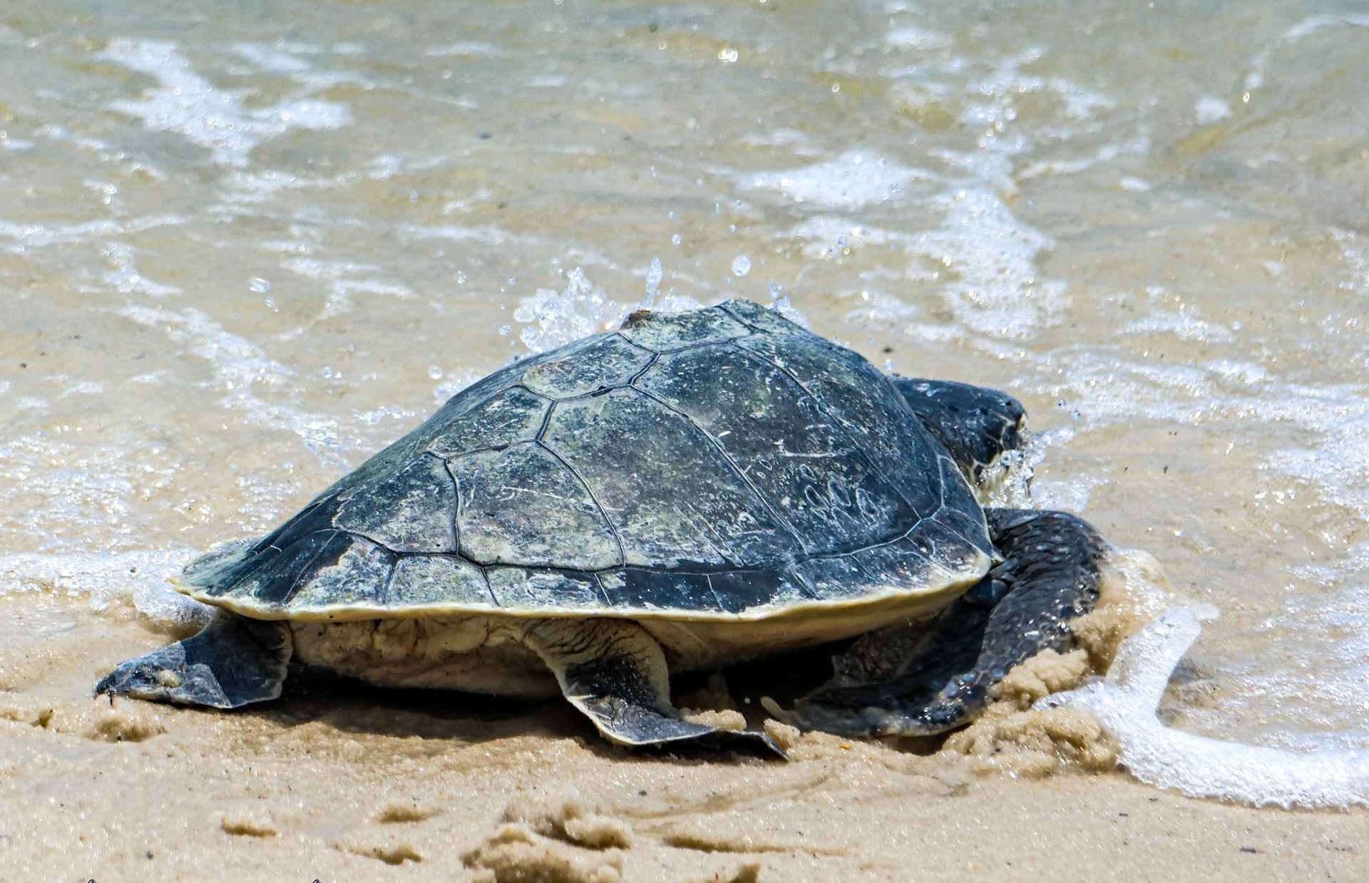 Sea Turtle Release - Photo by Dave John Kriegler