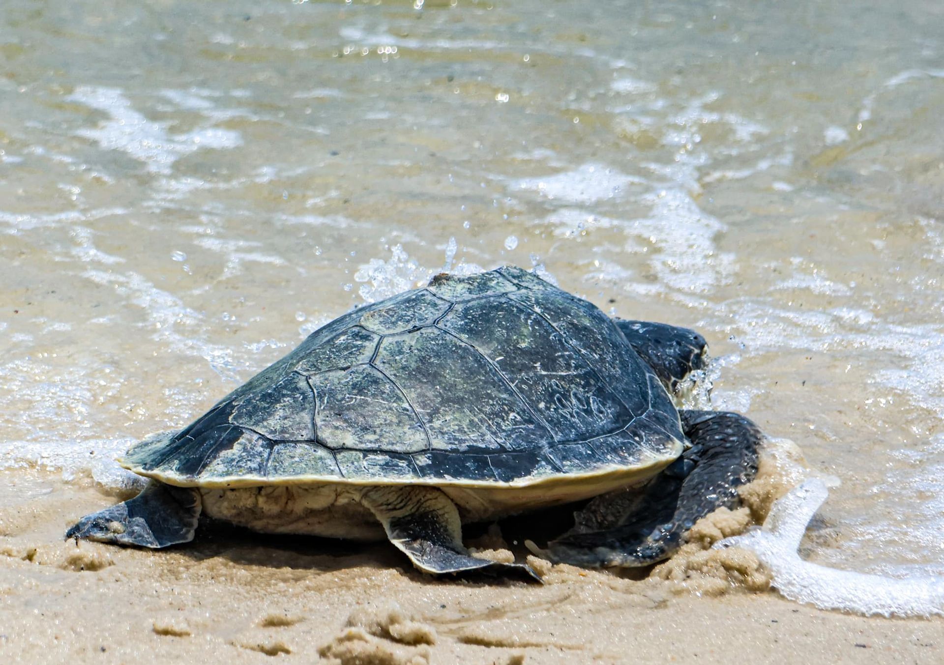 Sea Turtle Photo by Dave John Kriegler