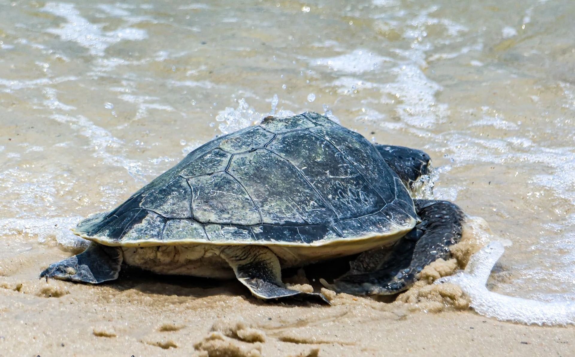 Sea Turtle Release - Photo by Dave John Kriegler