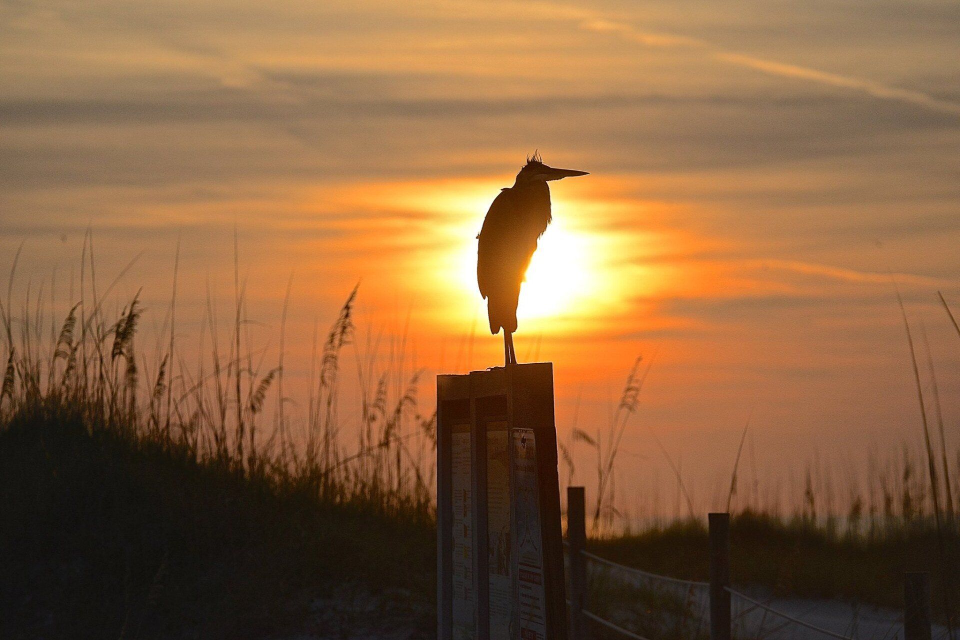 Orange Beach, Alabama, is getting $386,000 from the Audubon Society for a shorebird education project..