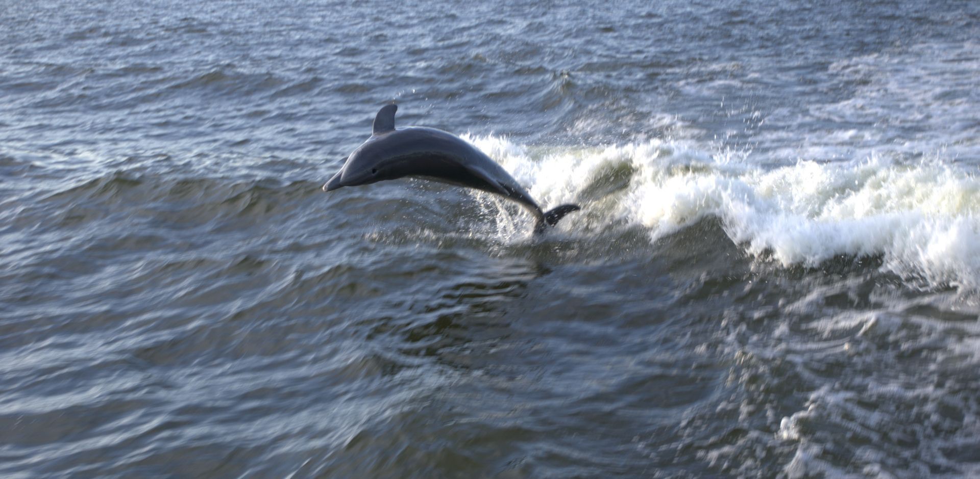 Celebrating National Dolphin Day in Orange Beach