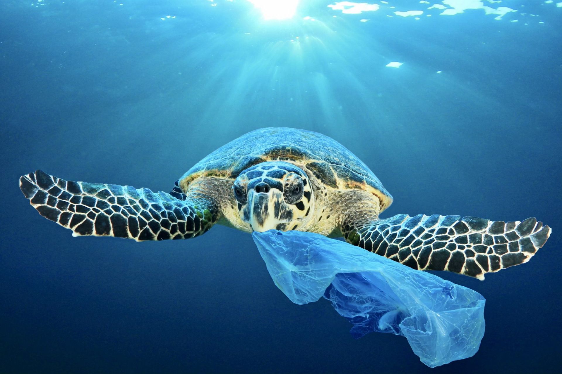 Sea Turtle and Plastic in the Gulf of Mexico
