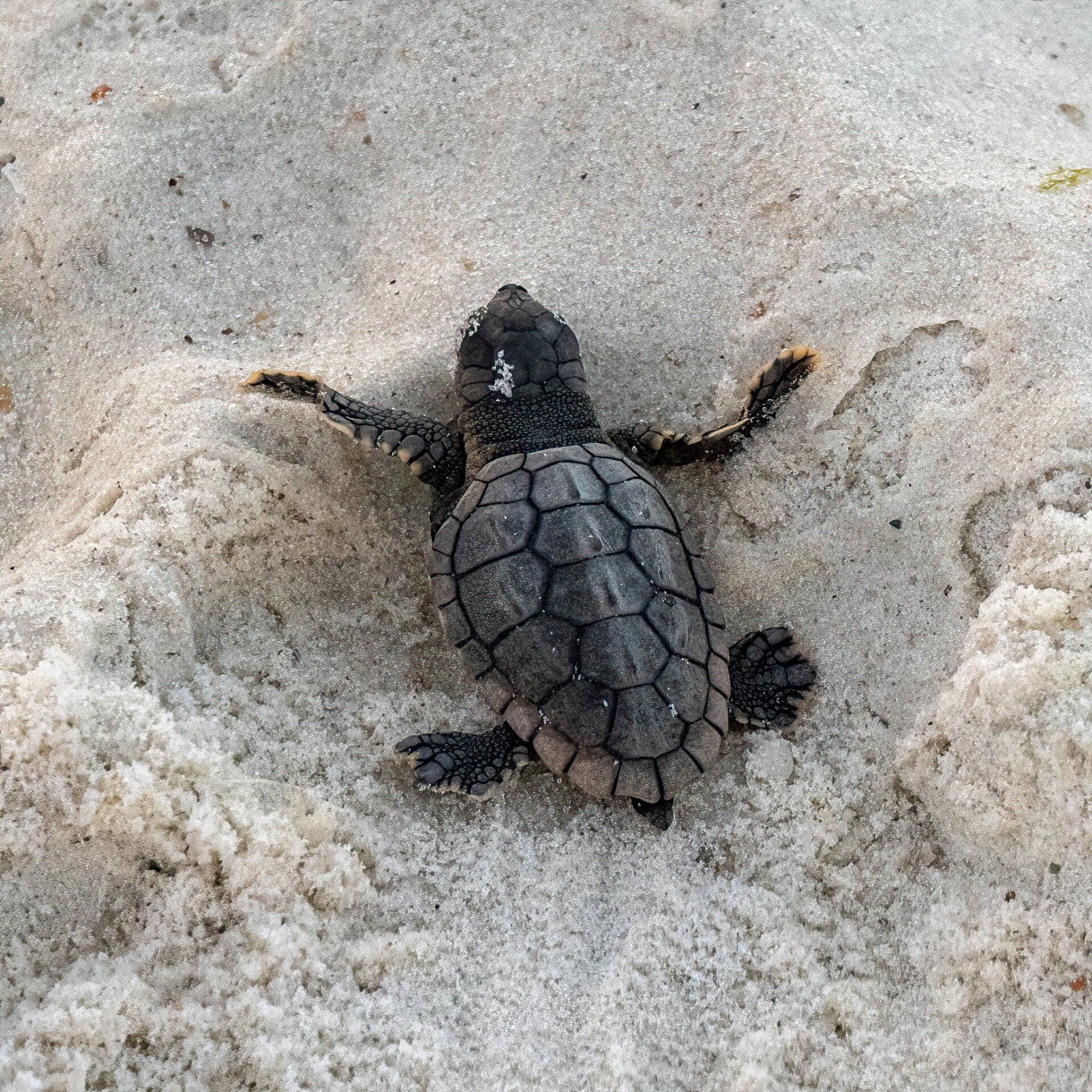 First Orange Beach Sea Turtle Nest hatches