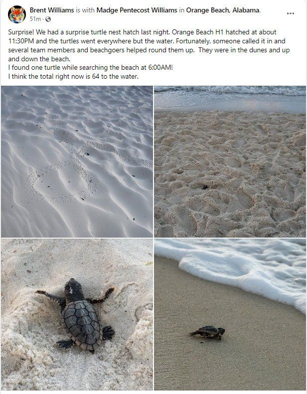 First Sea Turtle Nest hatches in Orange Beach