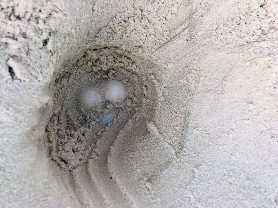 Gulf Shores May 14th Sea Turtle Eggs