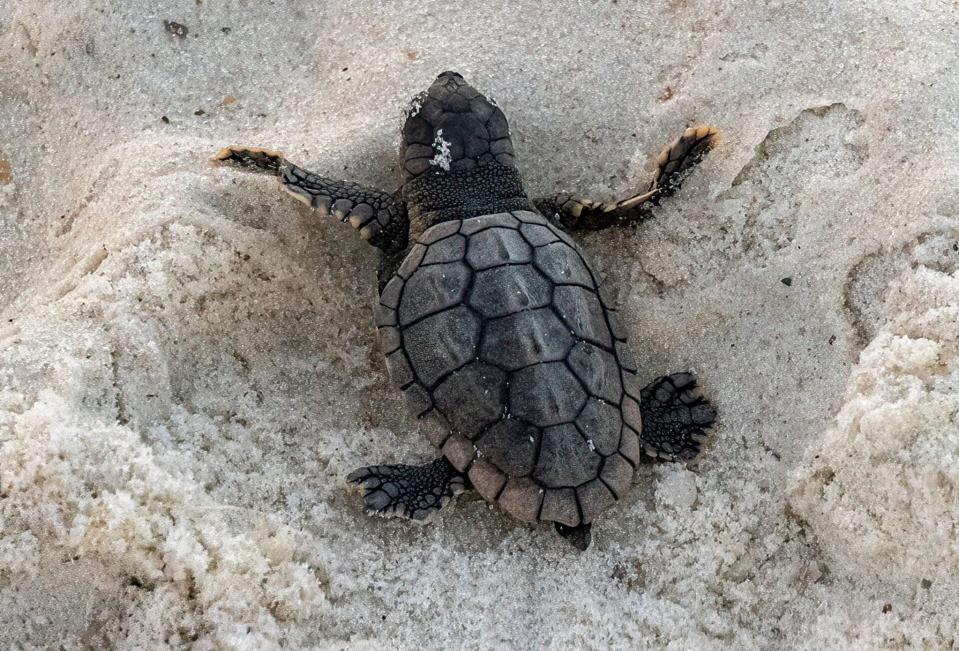 Orange Beach Sees First Turtle Hatch for the 2025 Season