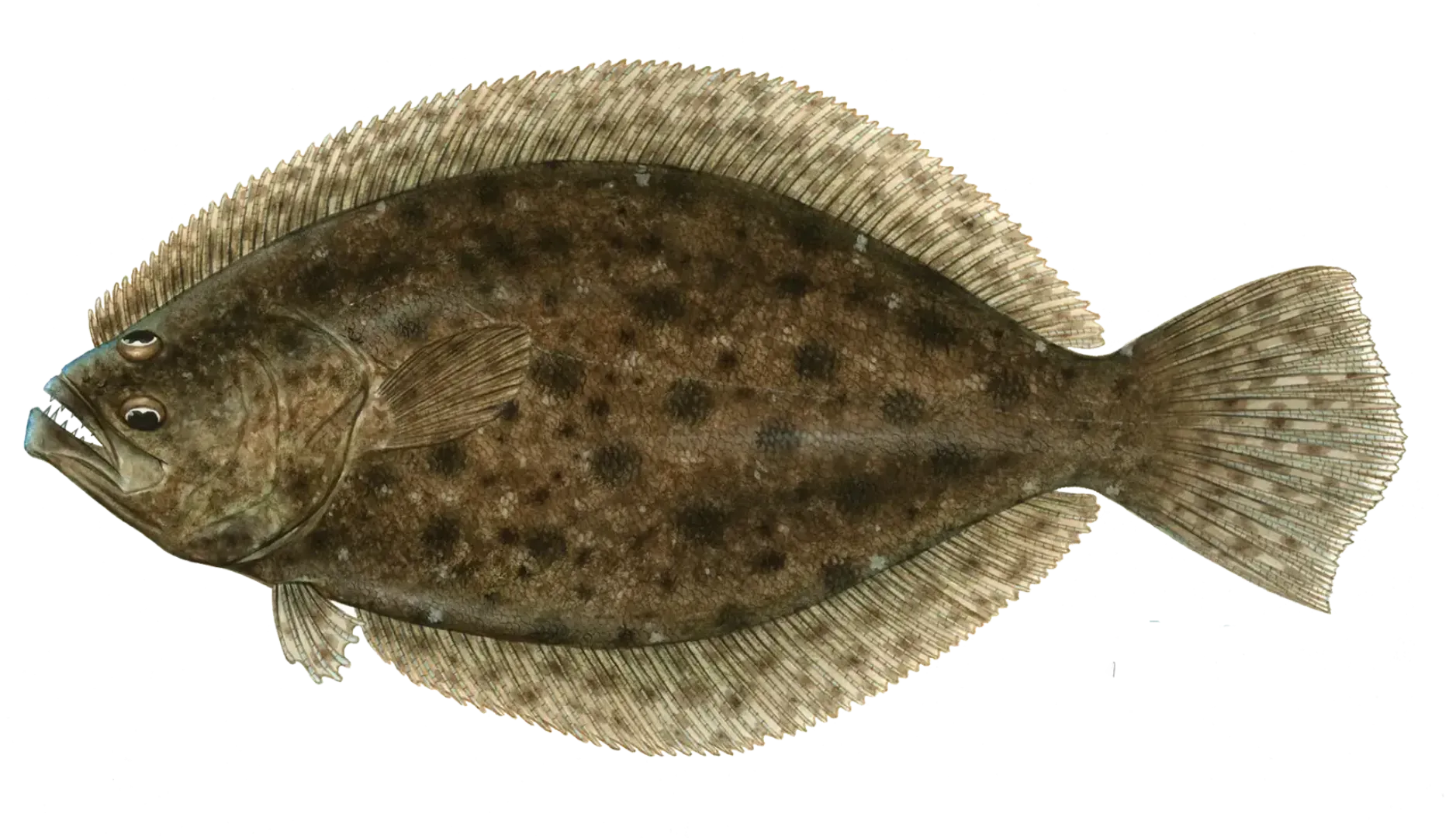 Southern Flounder - Florida Fish & Wildlife