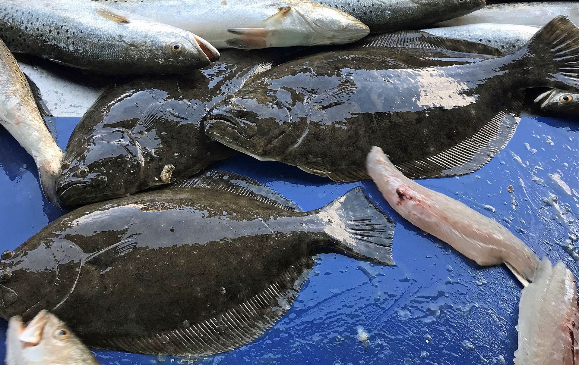 Flounder & Speckled Trout photo by David Rainer