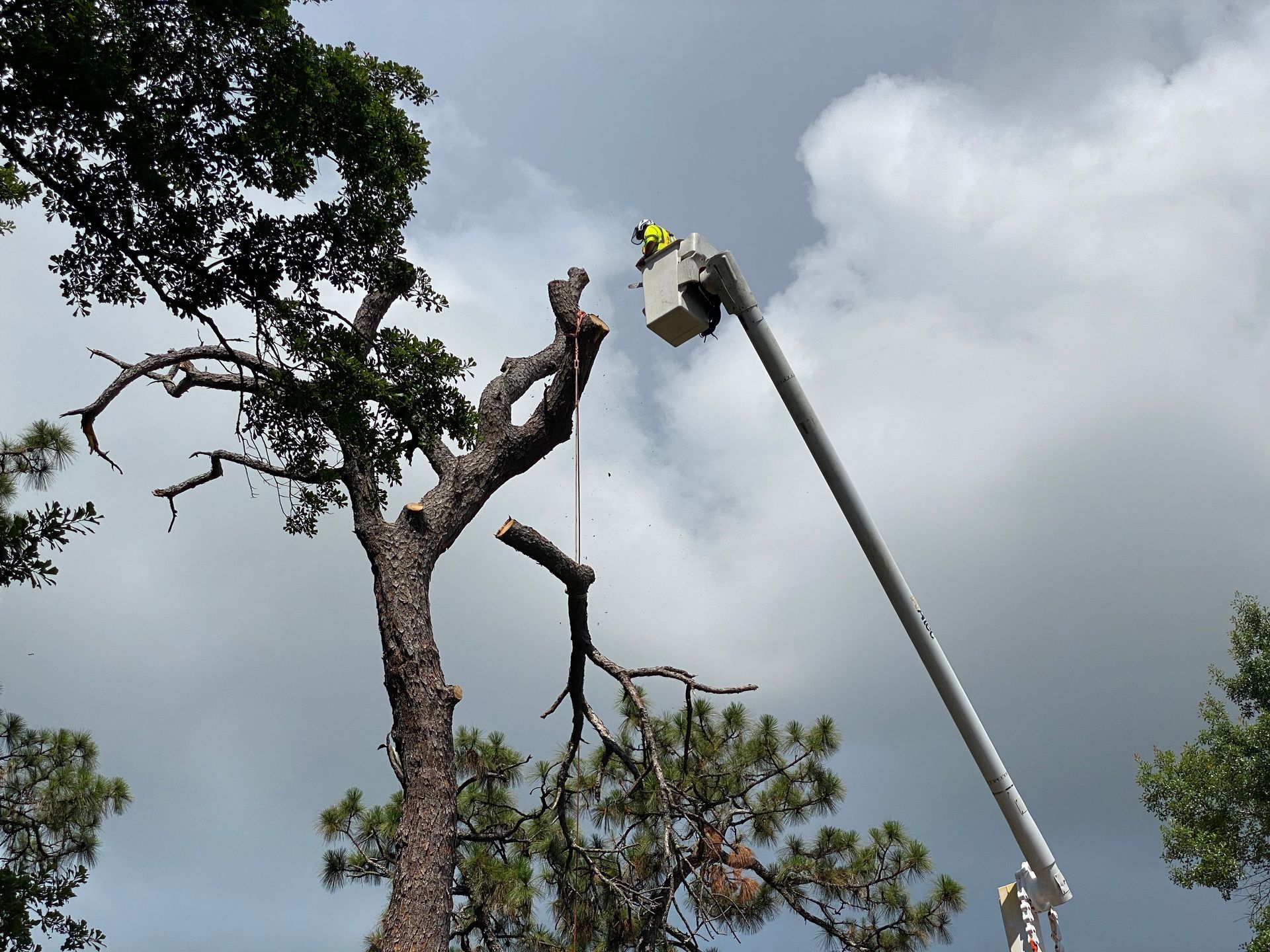A Public Works Department crew cuts a dead pine tree above West Orange
Avenue.