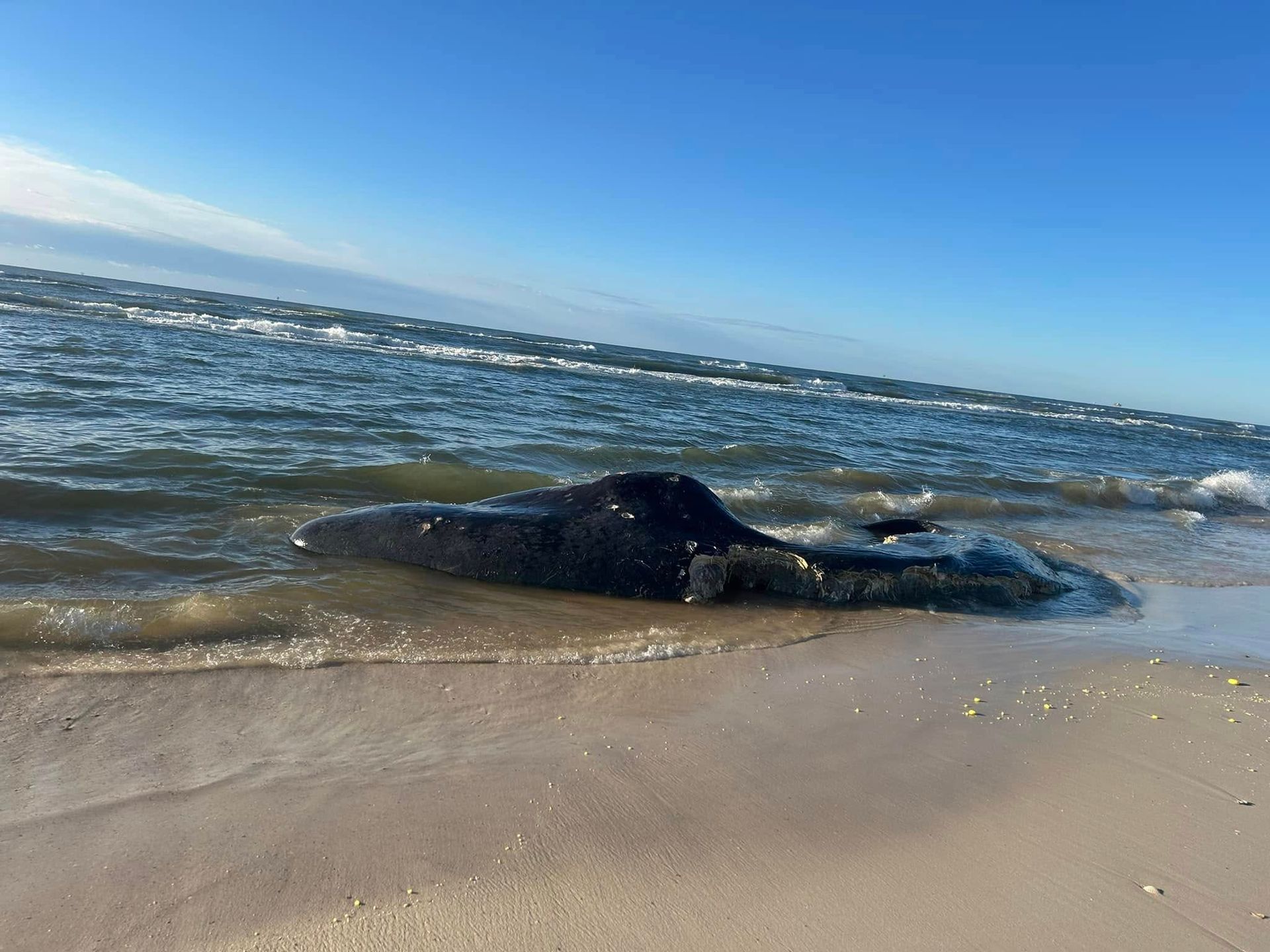 Photo by Michael Brown, Fishing Guide at Dr. Mike’s School of Fish, Surf Fishing Guide and Instructor