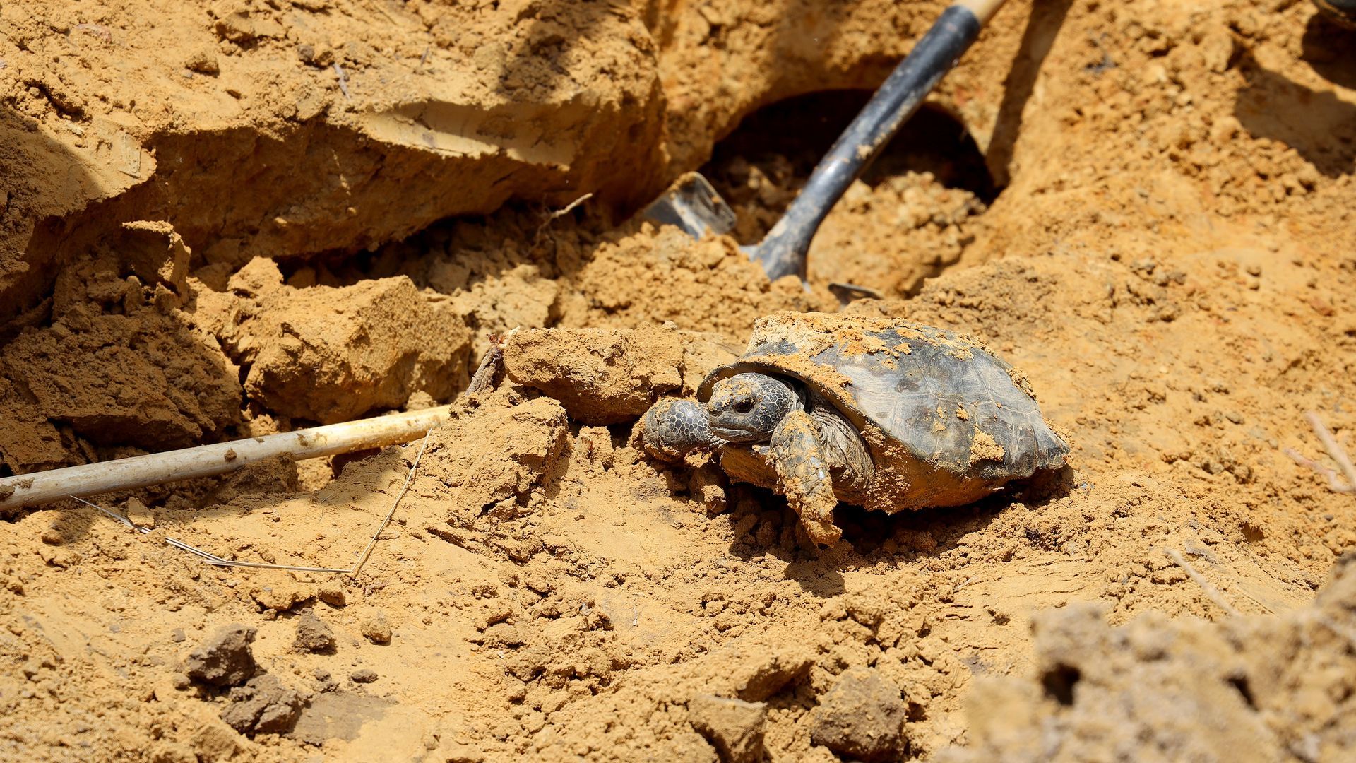 State of Alabama and Developer Partner to Relocate Gopher Tortoises in Baldwin County