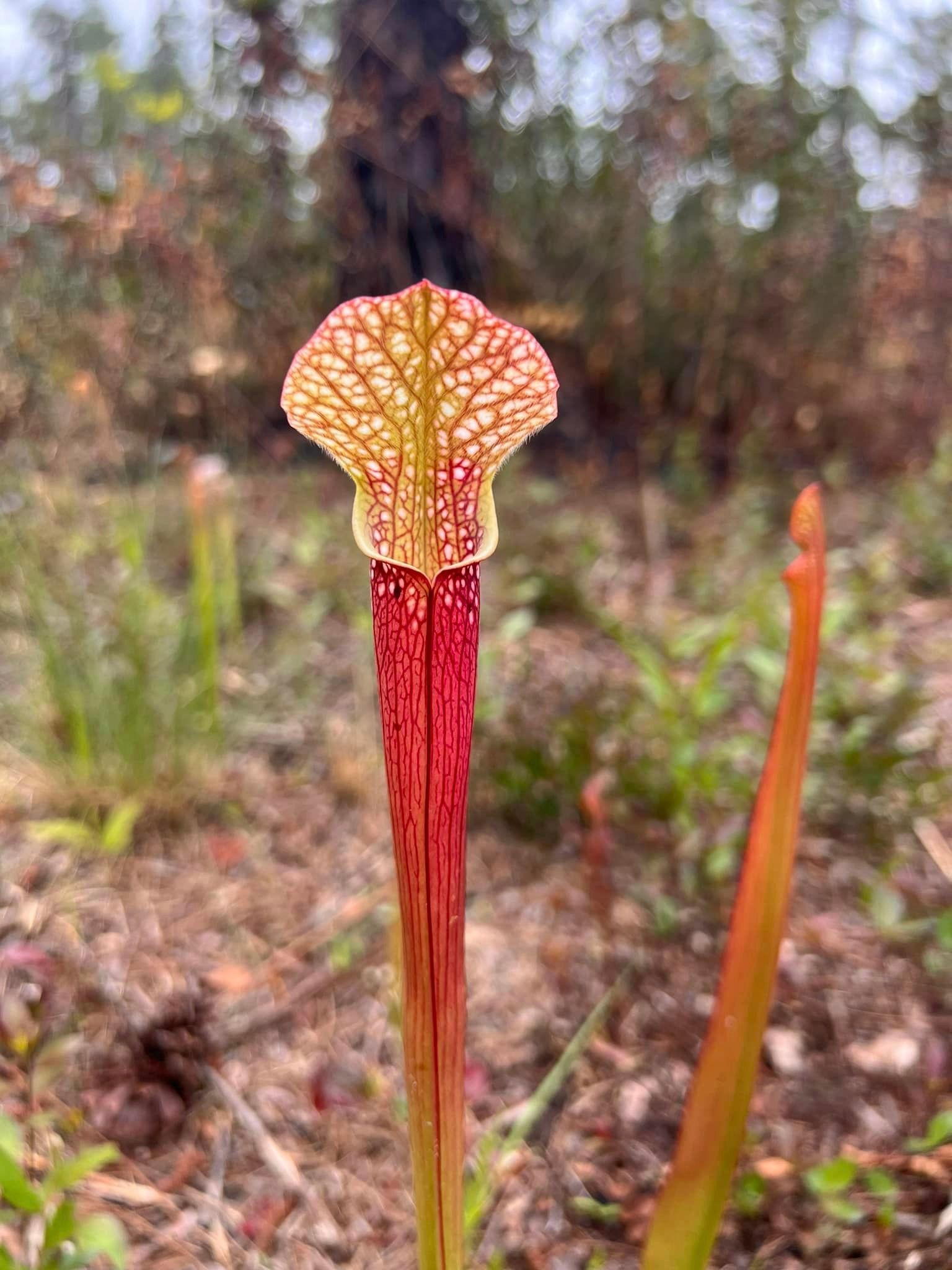 The Enchanting Gulf Coast Pitcher Plant: History, Bloom, and Significance