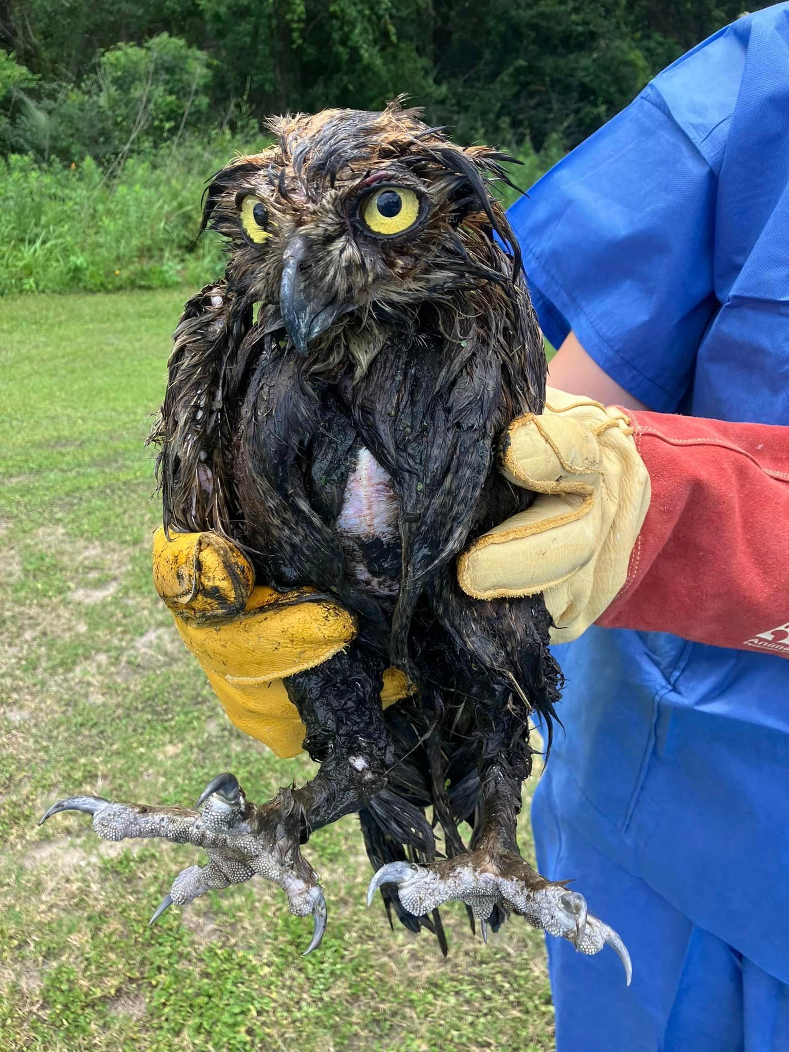 Orange Beach Wildlife Center Great Horned Owl Rescue