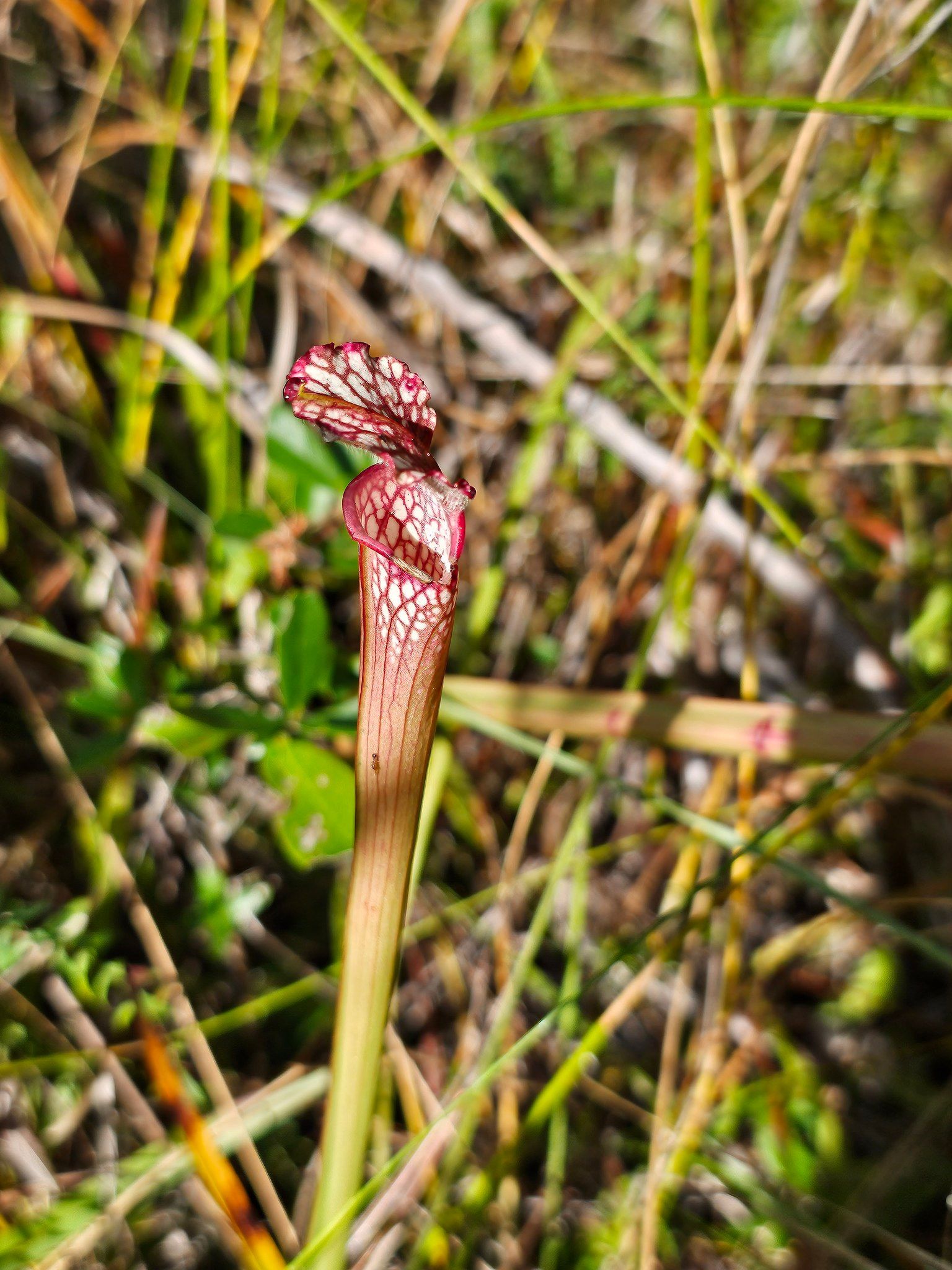 Carnivorous plant at Gulf State Park