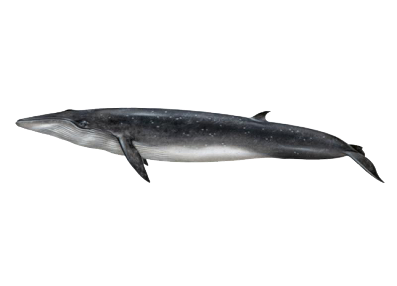 Video de la ballena de arroz del Golfo de México 30 millas al sur de Pensacola