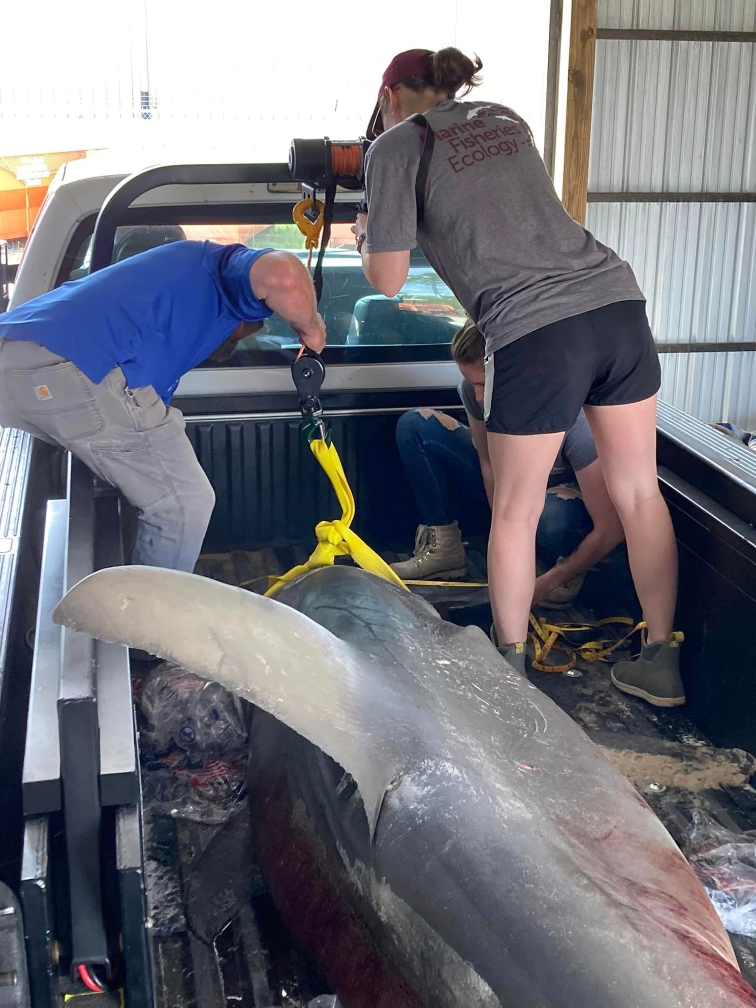 Pregnant Great Hammerhead Shark Washes Ashore in Orange Beach