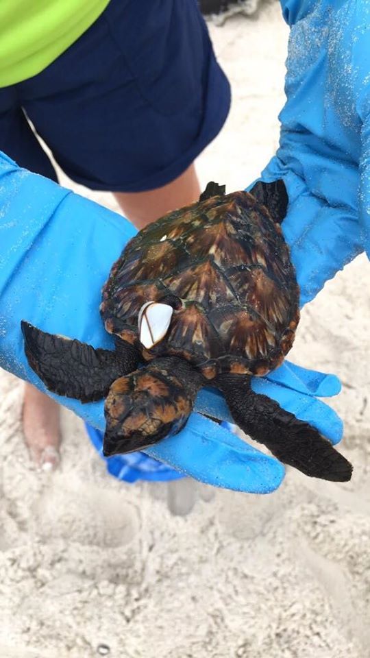 A Caribbean hawksbill turtle washed up on the beach in Orange Beach, Alabama, during Tropical Storm Cristobal.