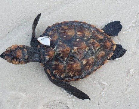 A Caribbean hawksvill turtle found on the beach in Orange Beach, Alabama, after Tropical Storm Cristobal.