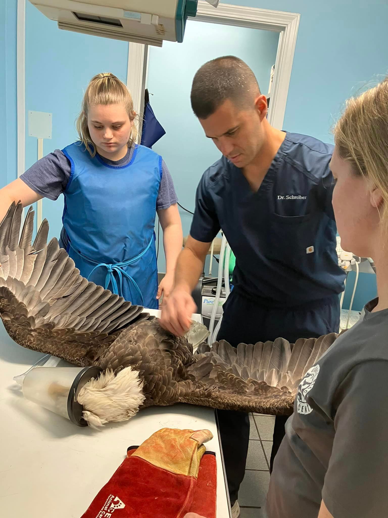 Gulf State Park Bald Eagle Rescue