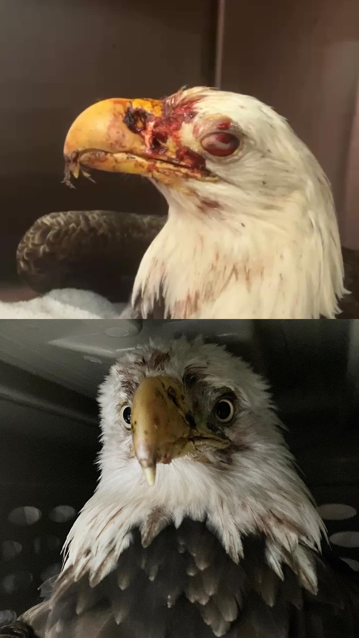 Bald Eagle in Gulf State Park Rescued