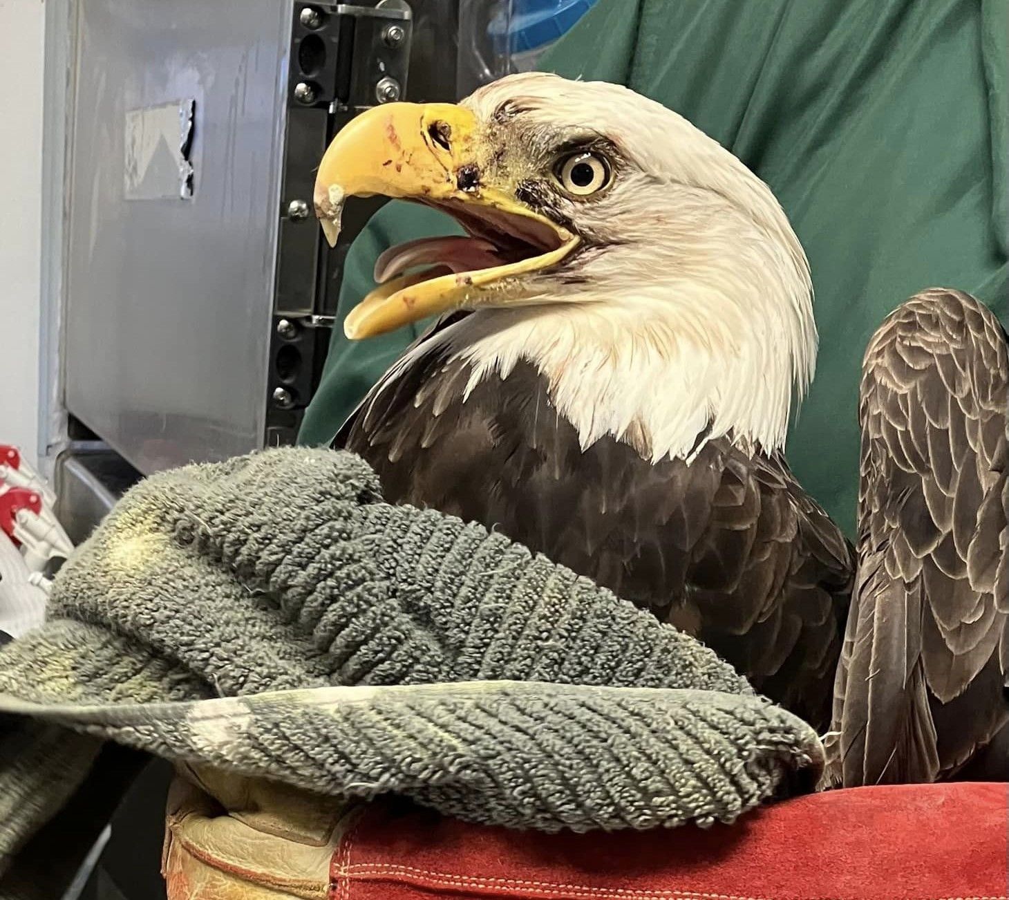 Bald Eagle Rescued in Gulf State Park