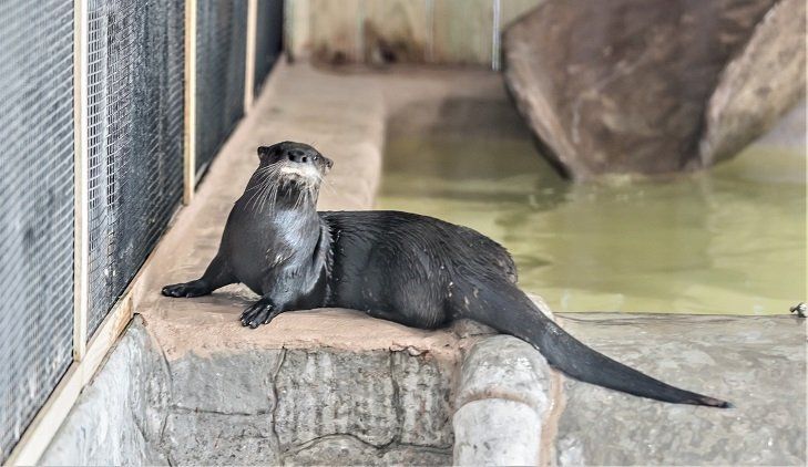 Izzy the otter is a permanent resident at the Orange Beach, Alabama, Wildlife Center.