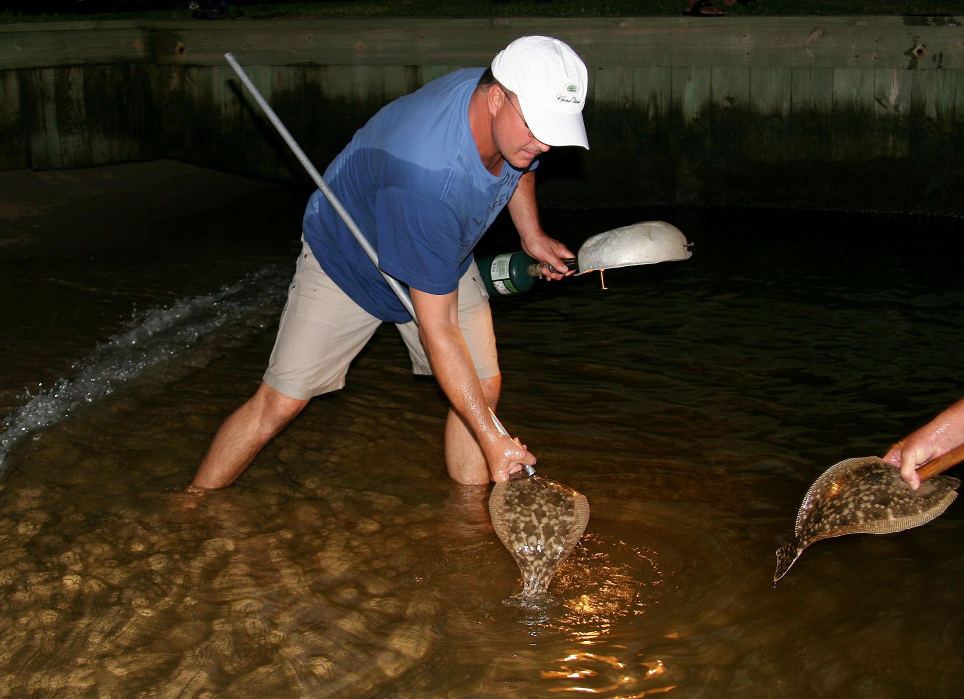 During a jubilee on Mobile Bay's Eastern Shore, flounder are among the species that move into shallow water and are easily harvested. Photo by David Rainer