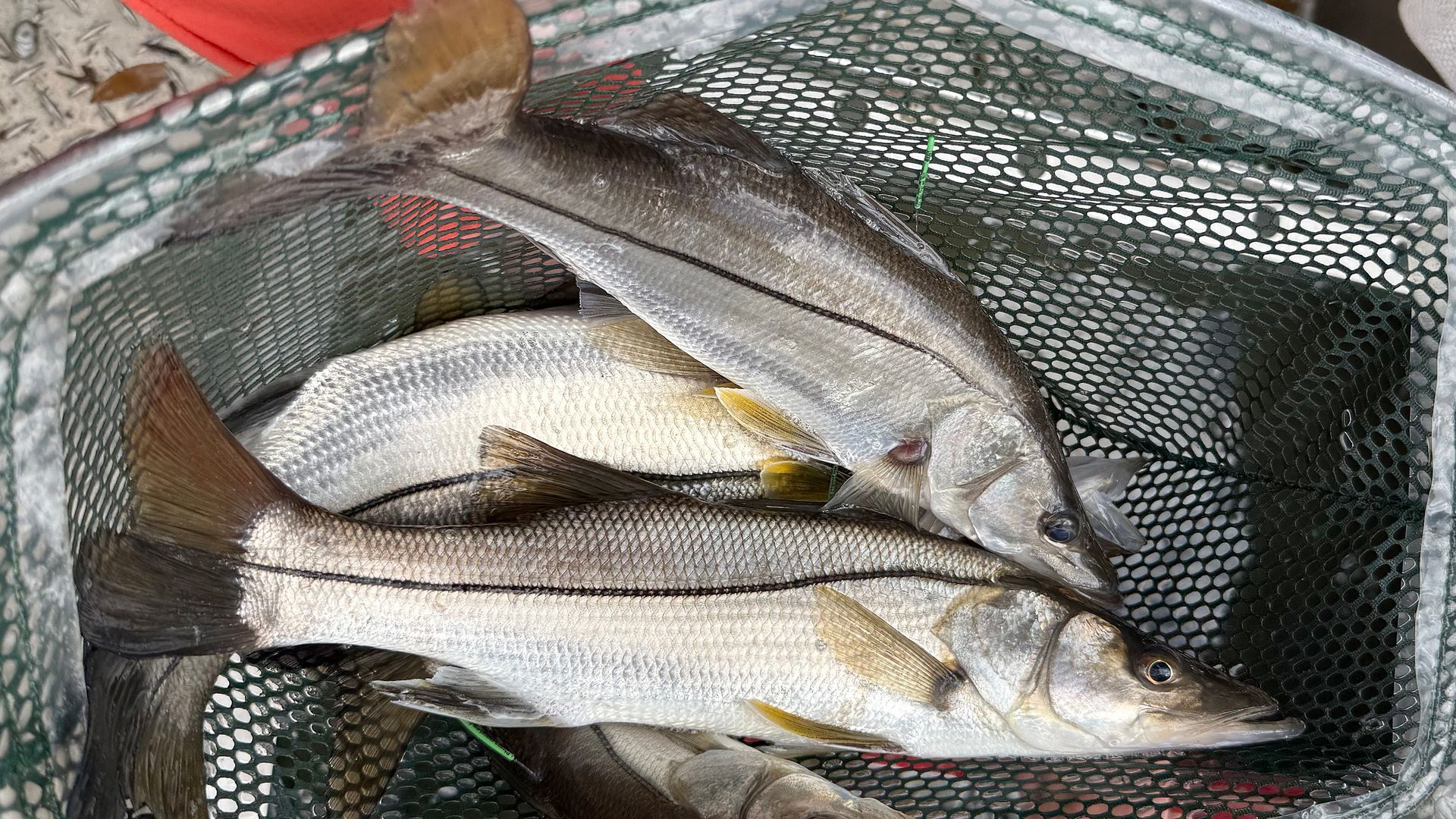 During research trips, Dr. Charlie Martin and team have collected quite a few snook, including these