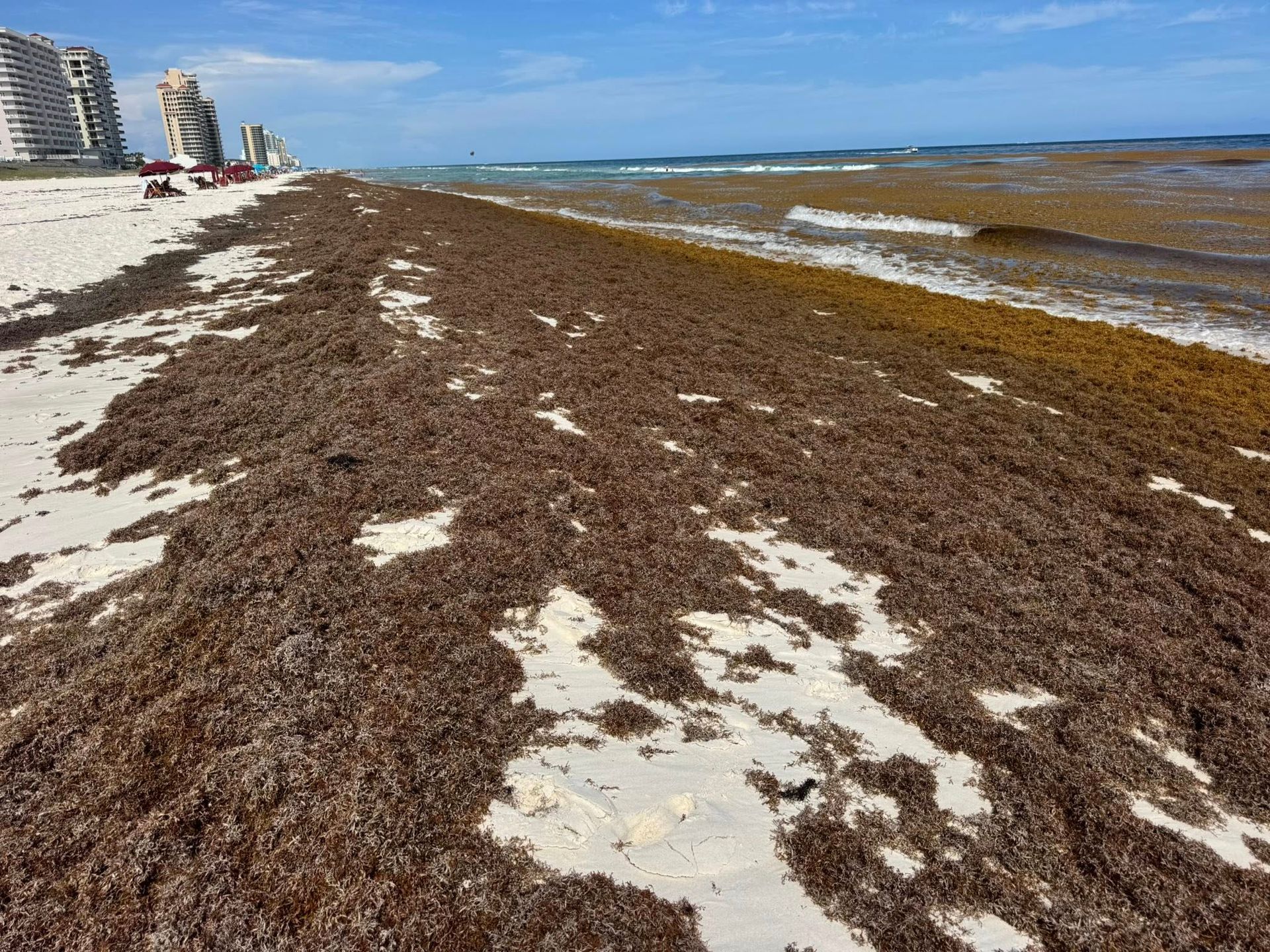 Sargassum on the Beach looking east in Perdido Key. Photo by Laura Collins