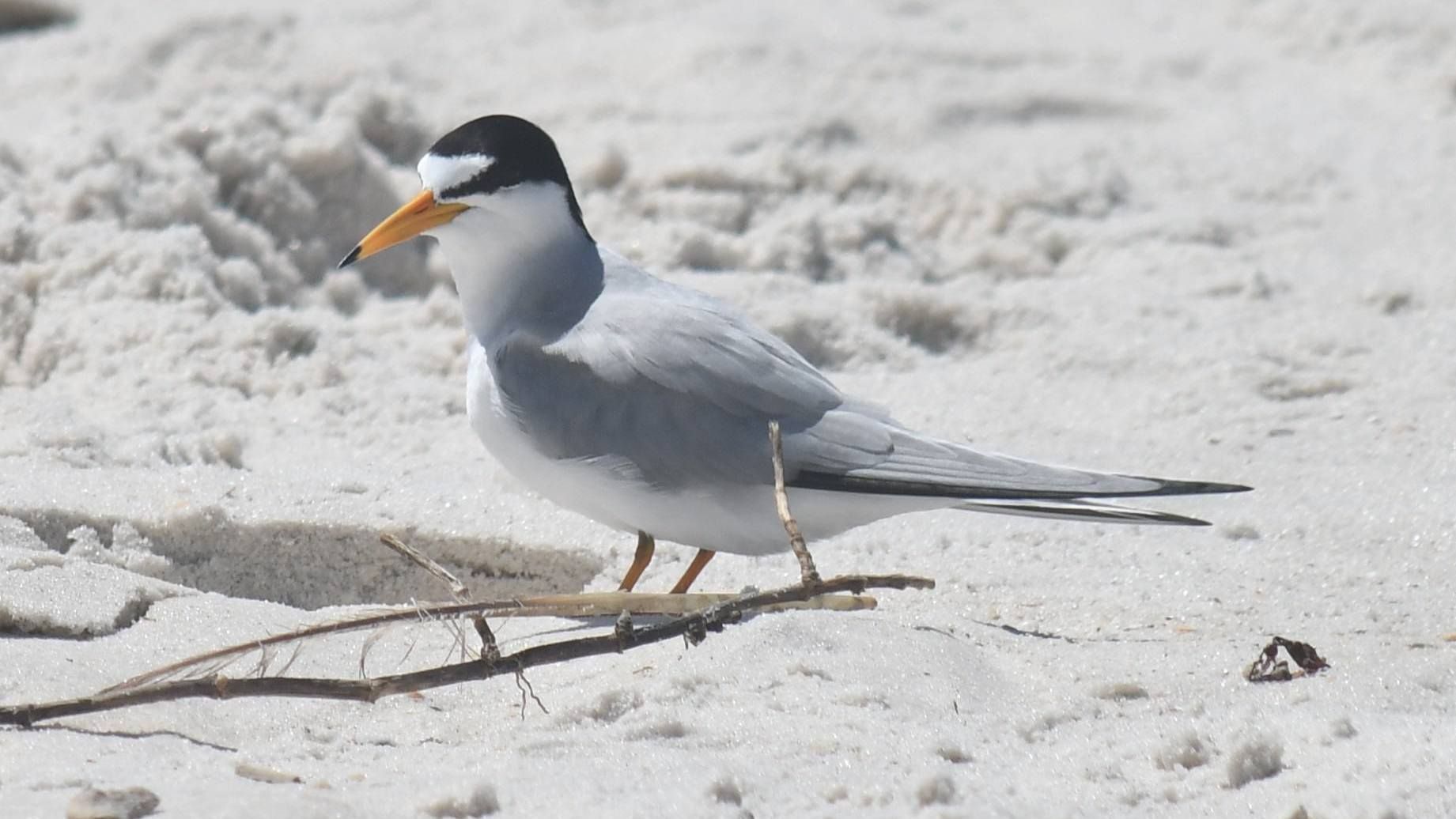 Least Terns Nesting Season Begins Along the Gulf Coast