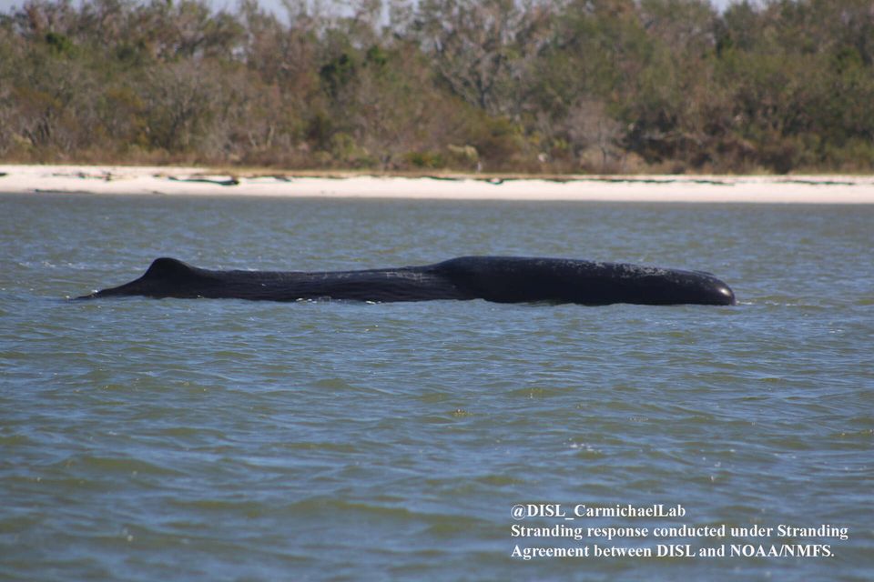 Mobile Bay Sperm Whale Euthanized