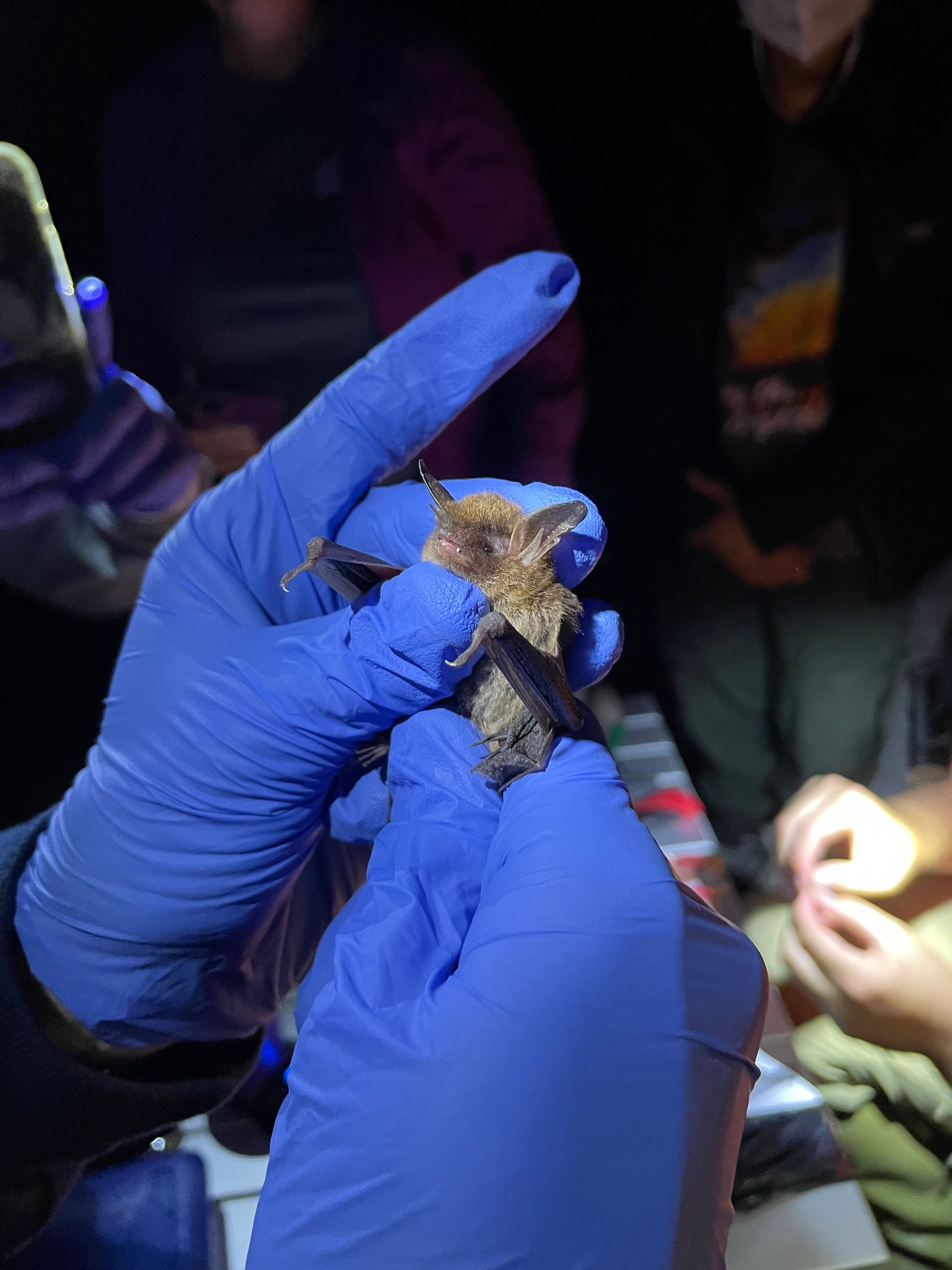 Endangered Northern Long-eared Bats Discovered in Coastal Alabama