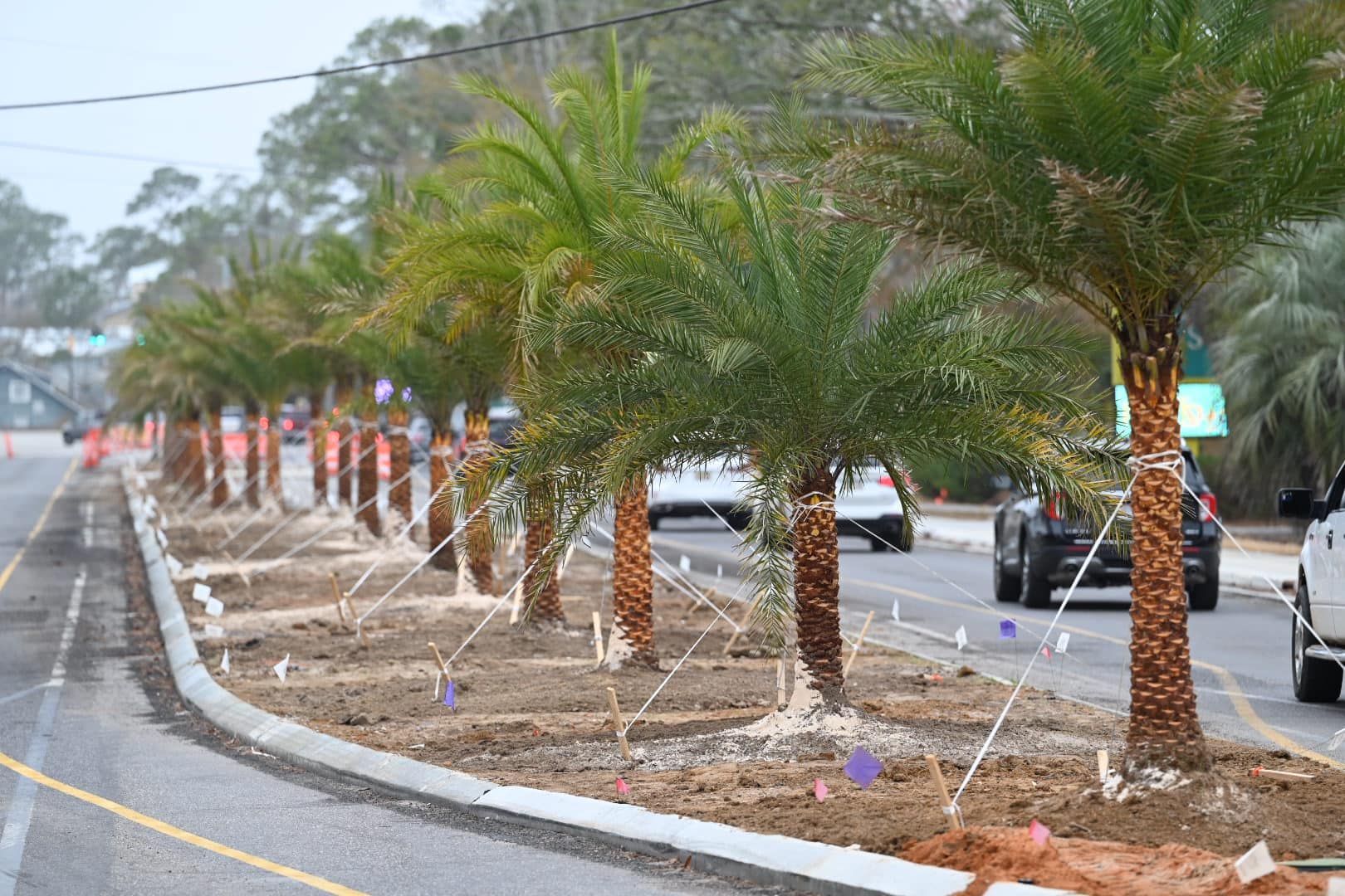 Newly planted palm trees on Canal Road East.