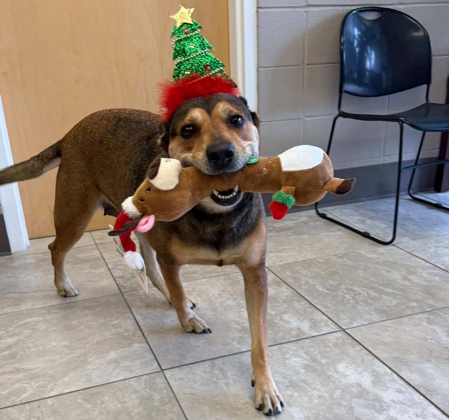 Orange Beach Police Pet Tree