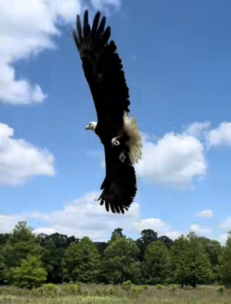 Bald Eagle Successfully Rehabilitated & Released in Orange Beach