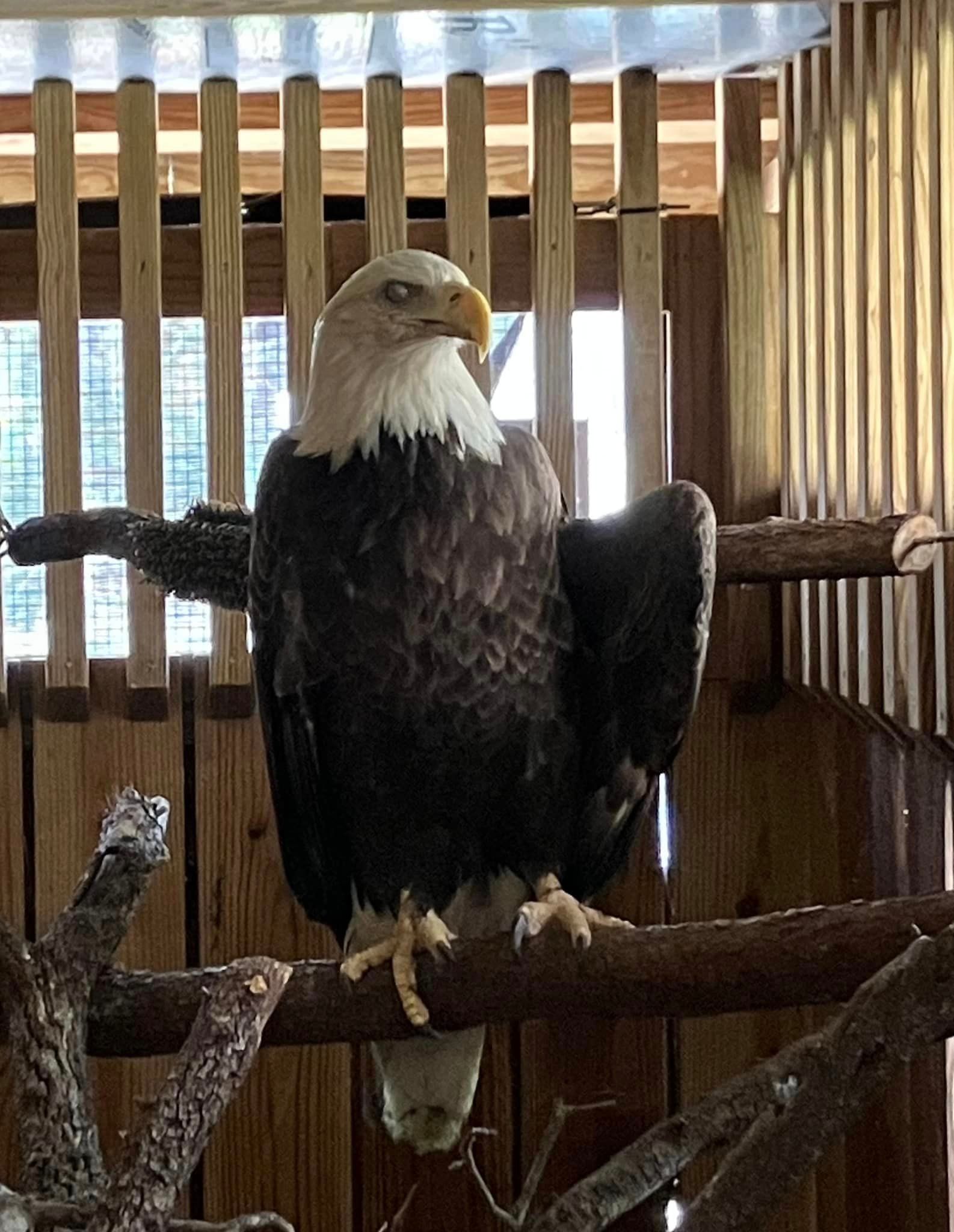 Bald Eagle Successfully Rehabilitated & Released in Orange Beach