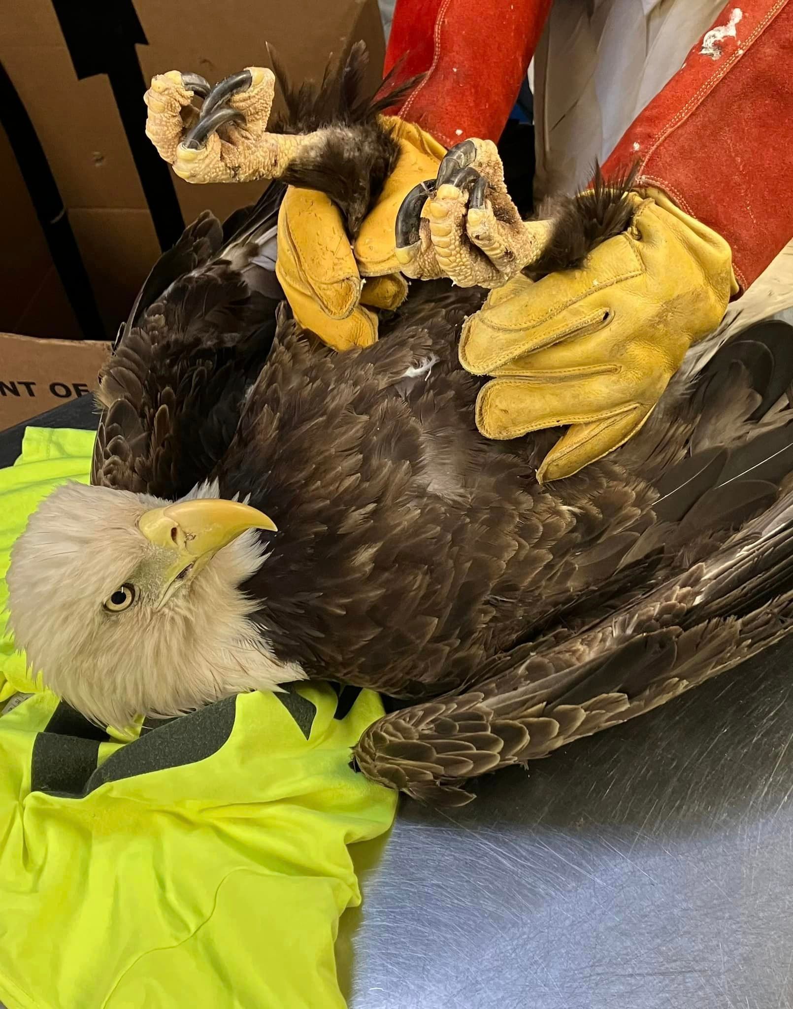 Bald Eagle Successfully Rehabilitated & Released in Orange Beach