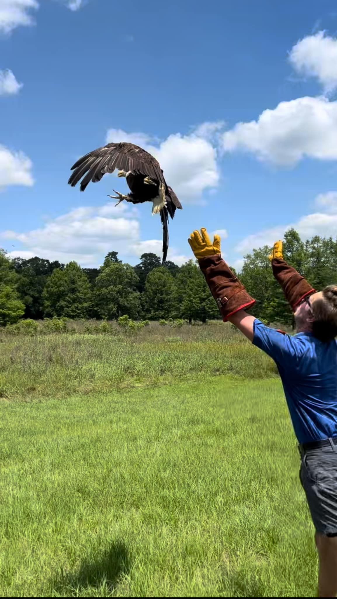 Bald Eagle Successfully Rehabilitated & Released in Orange Beach