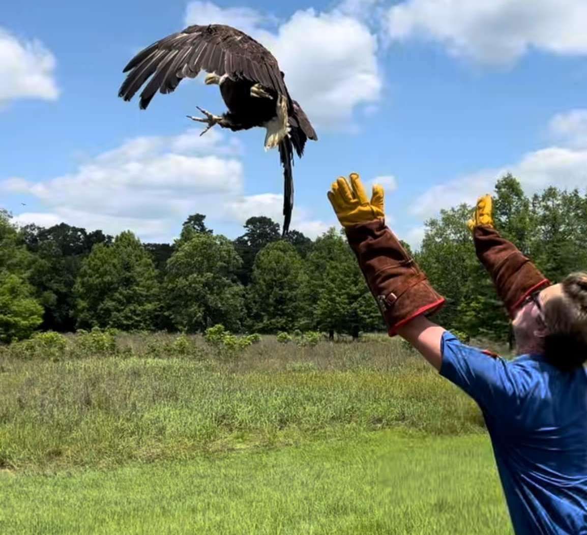 Orange Beach Wildlife Bald Eagle Release