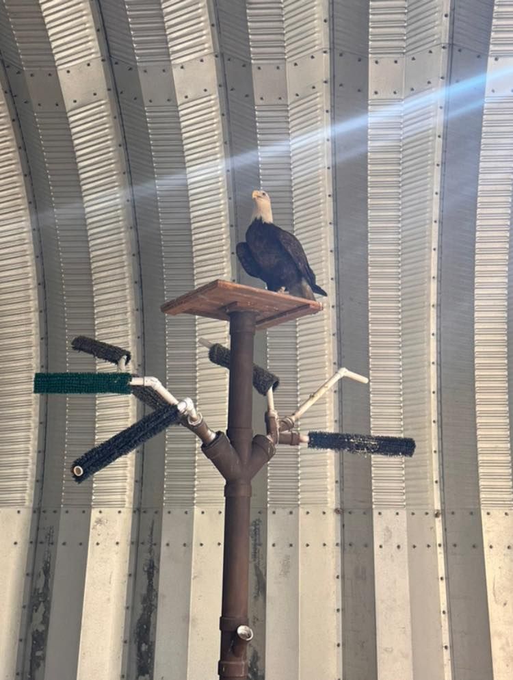 Bald Eagle Successfully Rehabilitated & Released in Orange Beach