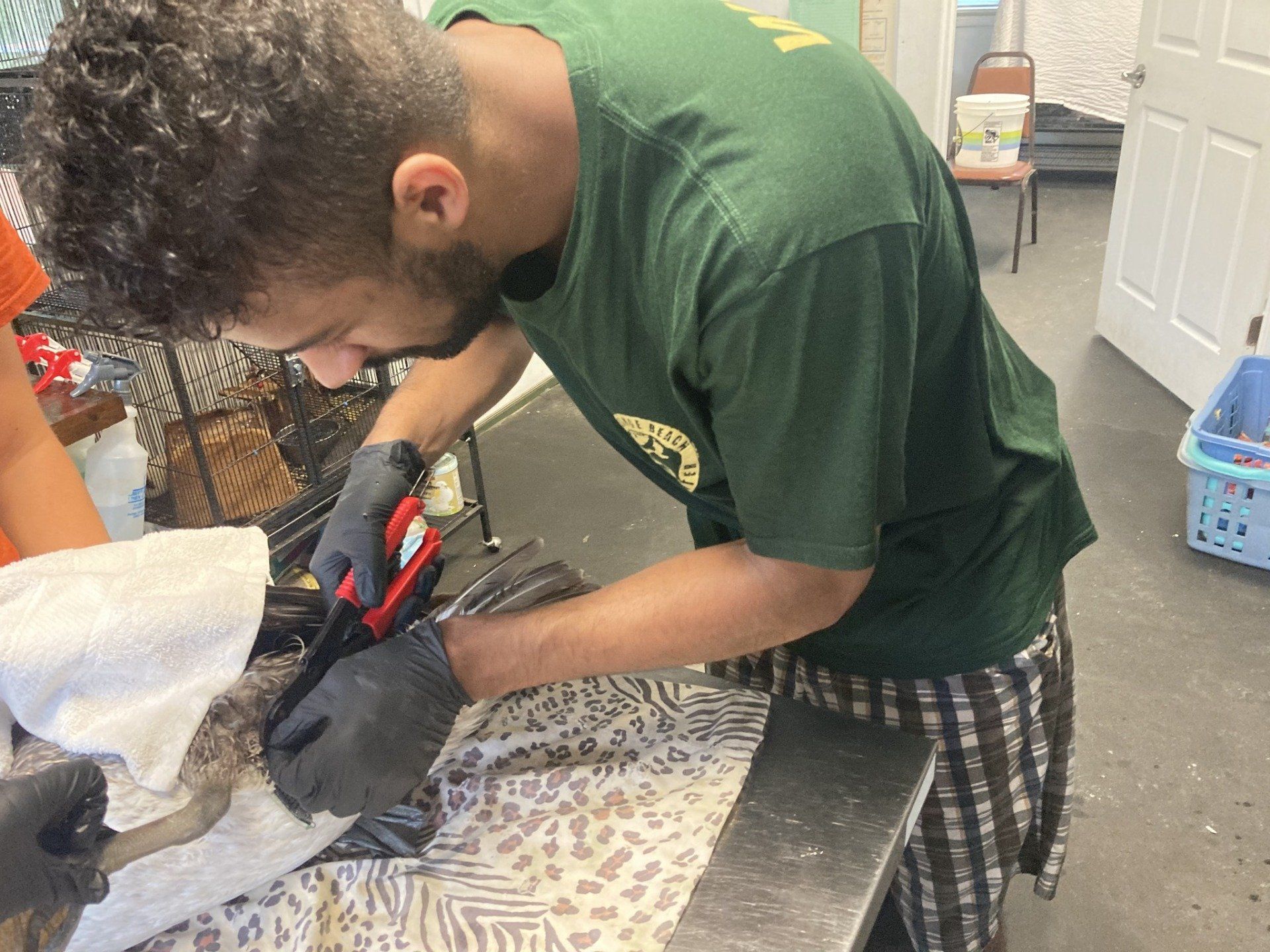 An intern works on an injured animal at the Orange Beach, Alabama, wildlife center.