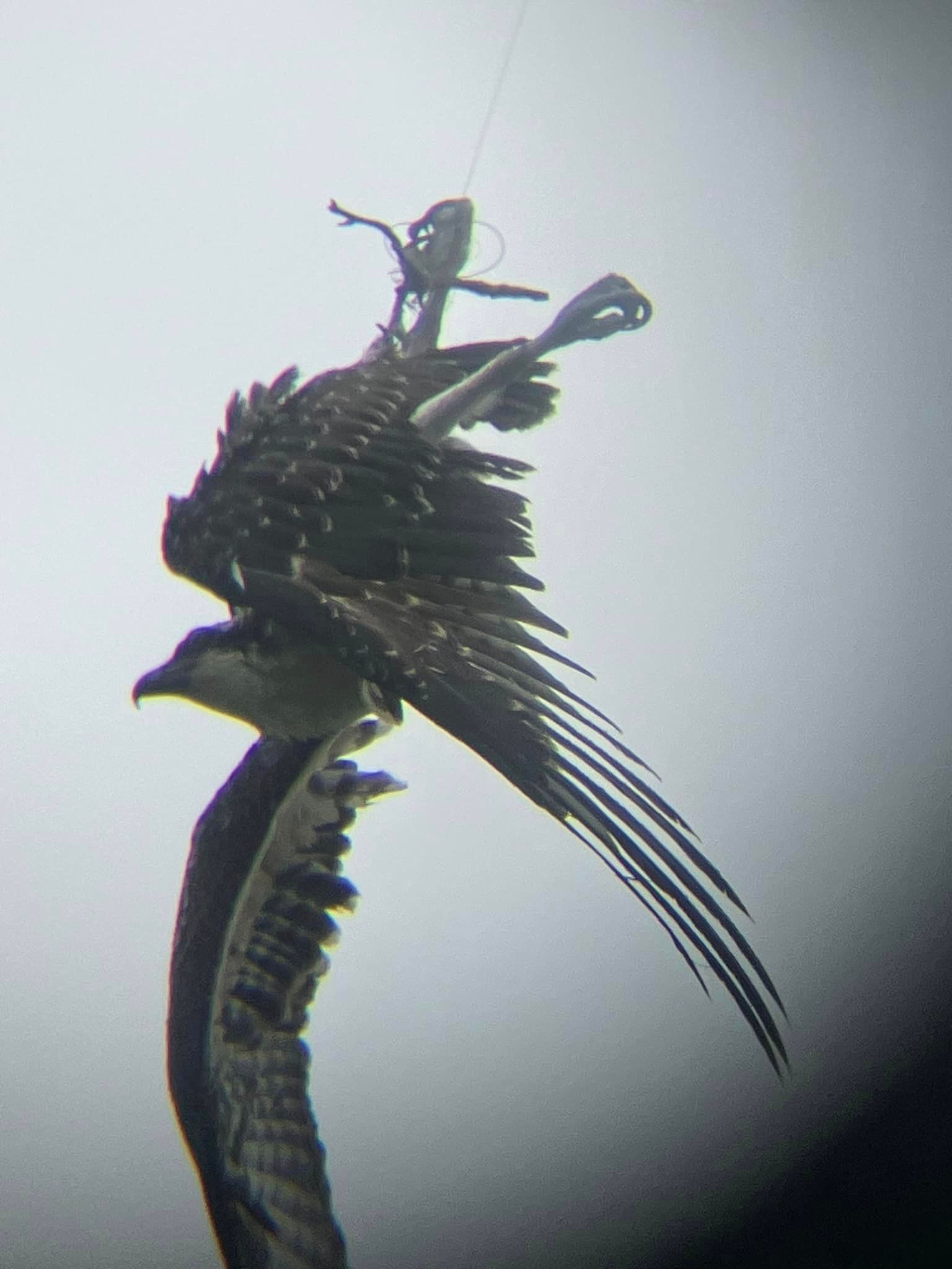 Orange Beach Wild Live Rescues Osprey from Pine Tree