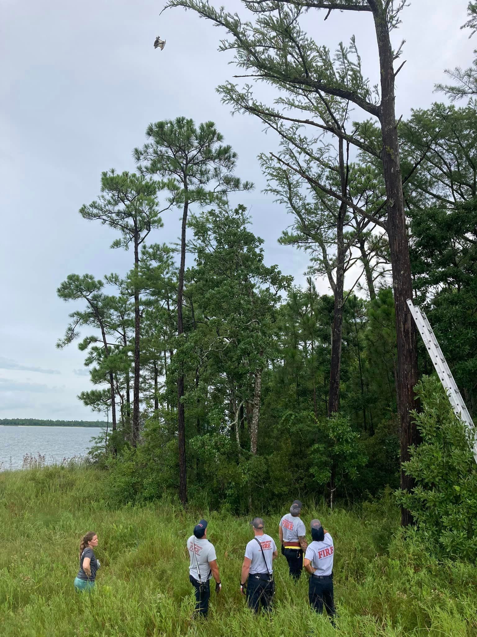 Orange Beach Wild Live Rescues Osprey from Pine Tree