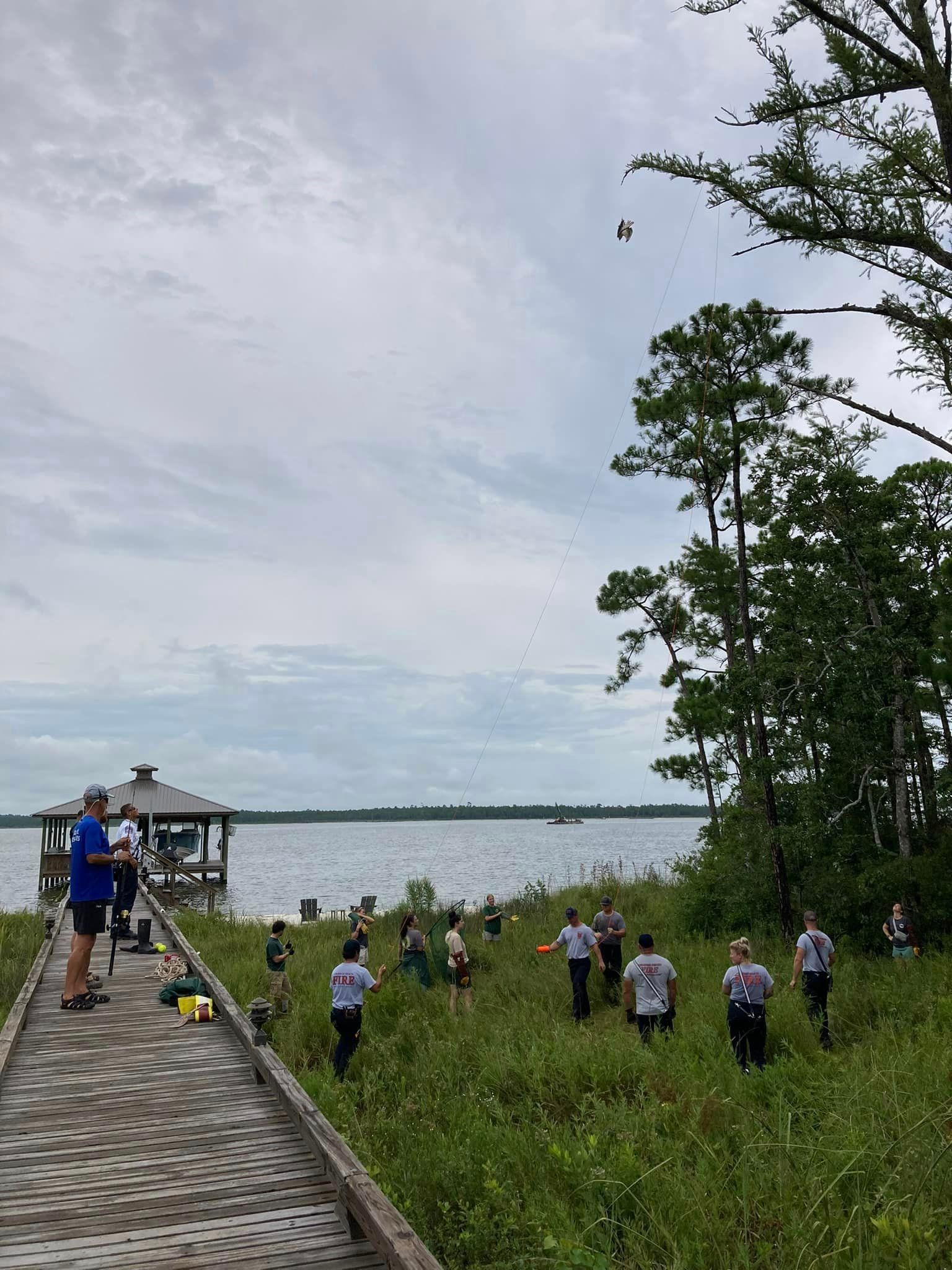 Orange Beach Wild Live Rescues Osprey from Pine Tree