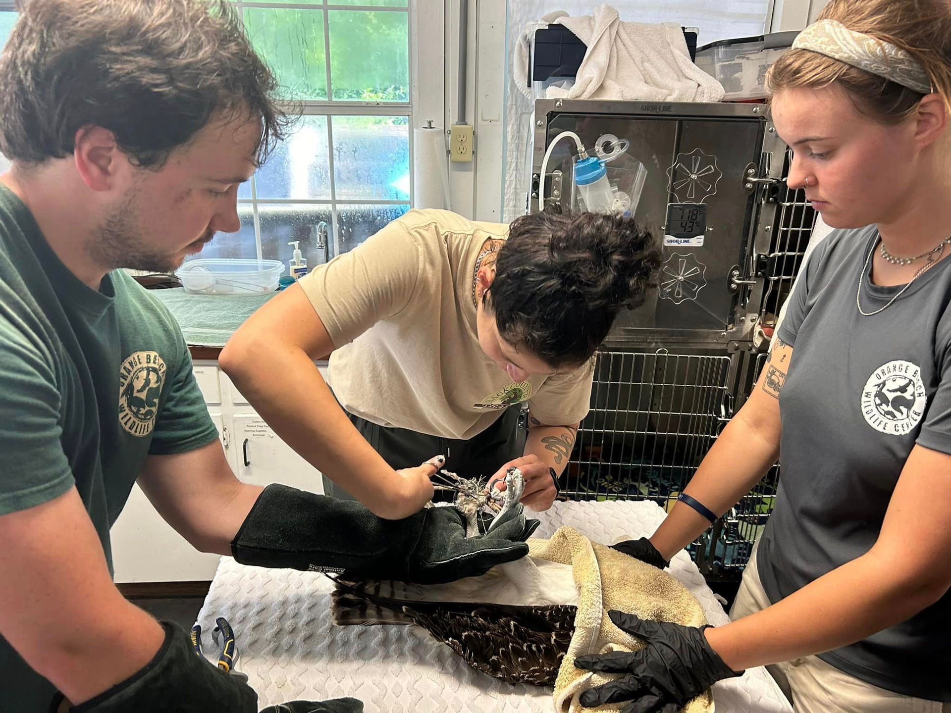 Orange Beach Wild Live Rescues Osprey from Pine Tree