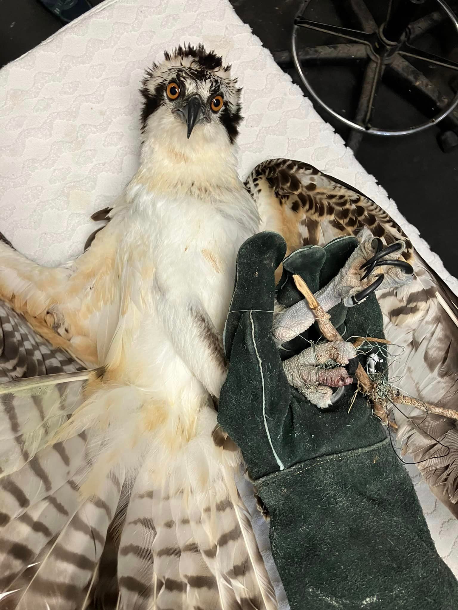 Orange Beach Wild Live Rescues Osprey from Pine Tree