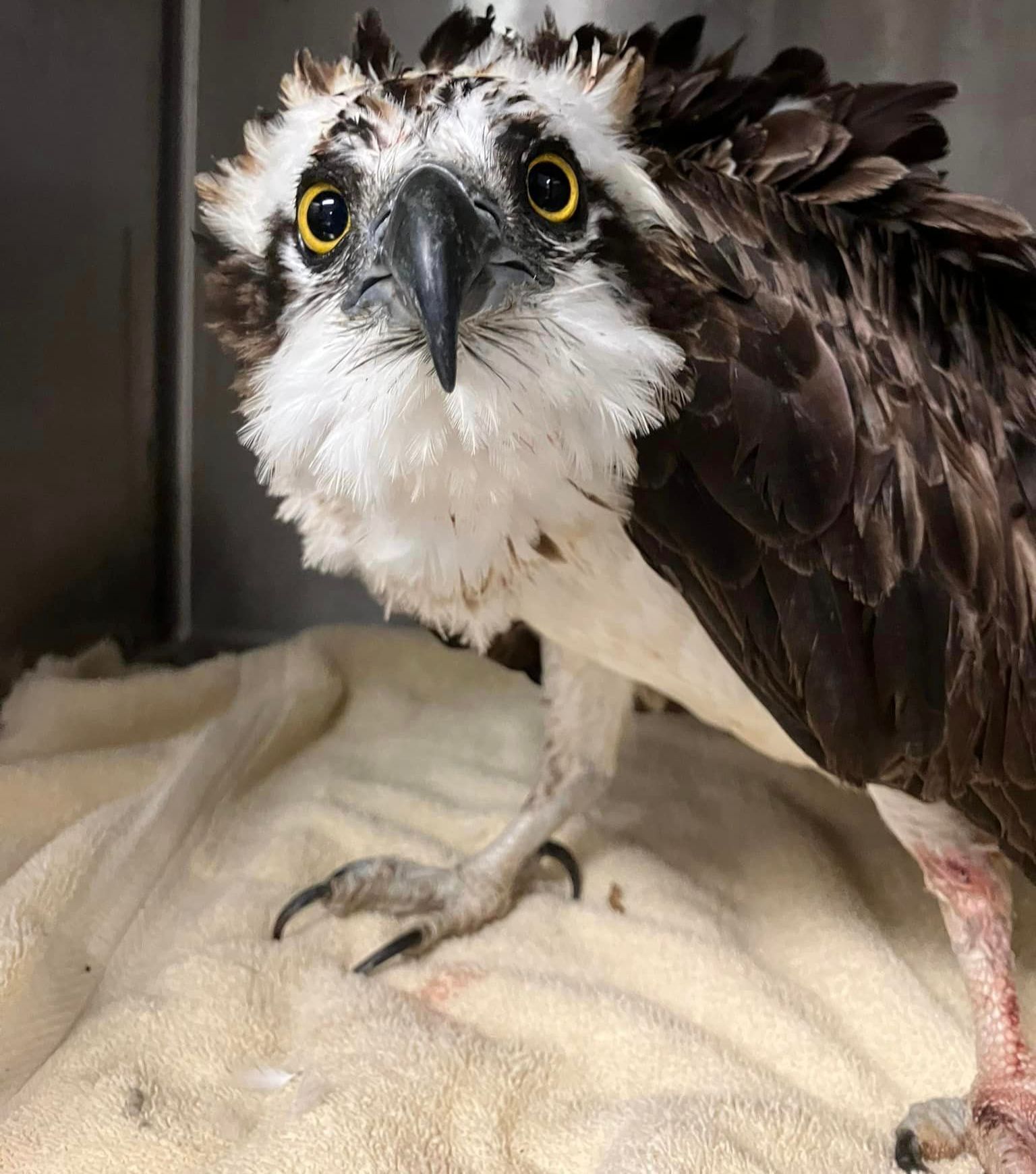 Orange Beach Wildlife Center Osprey Rescue