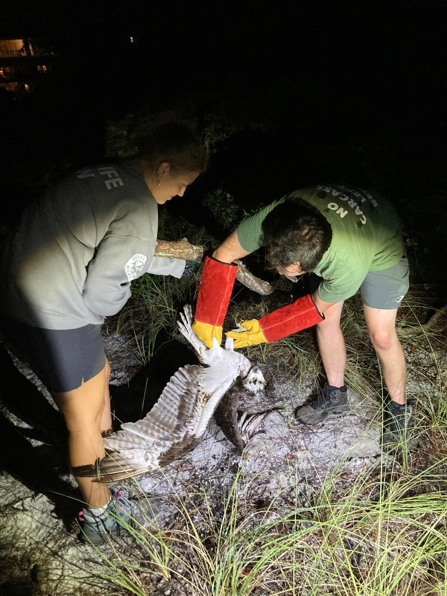 Orange Beach Wildlife Center Osprey Rescue